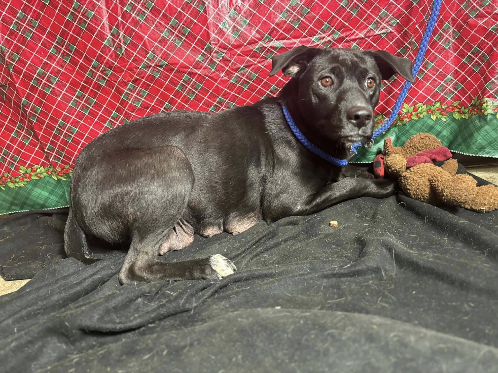 Clover (20251222-14)