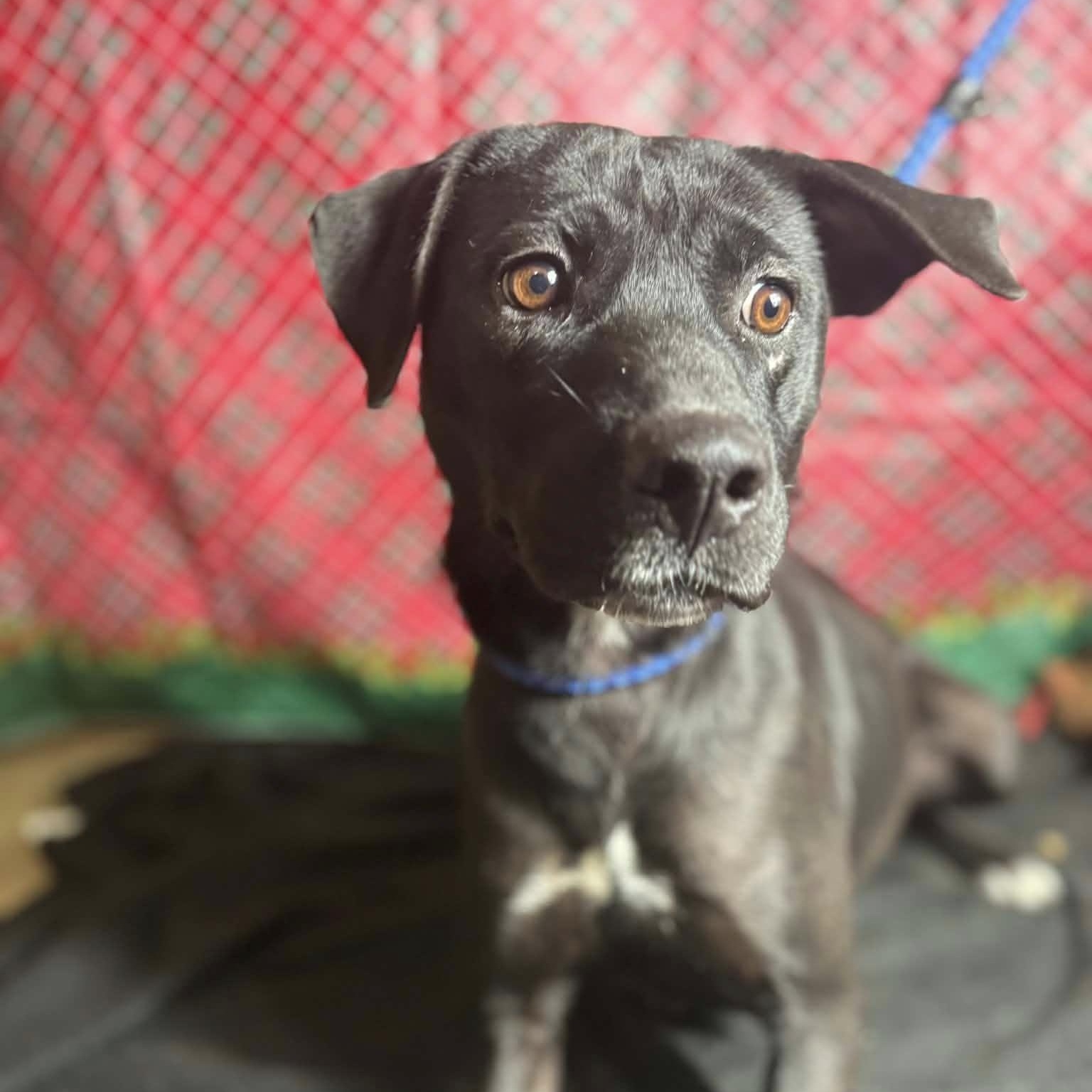 Clover (20251222-14) — thumbnail 2