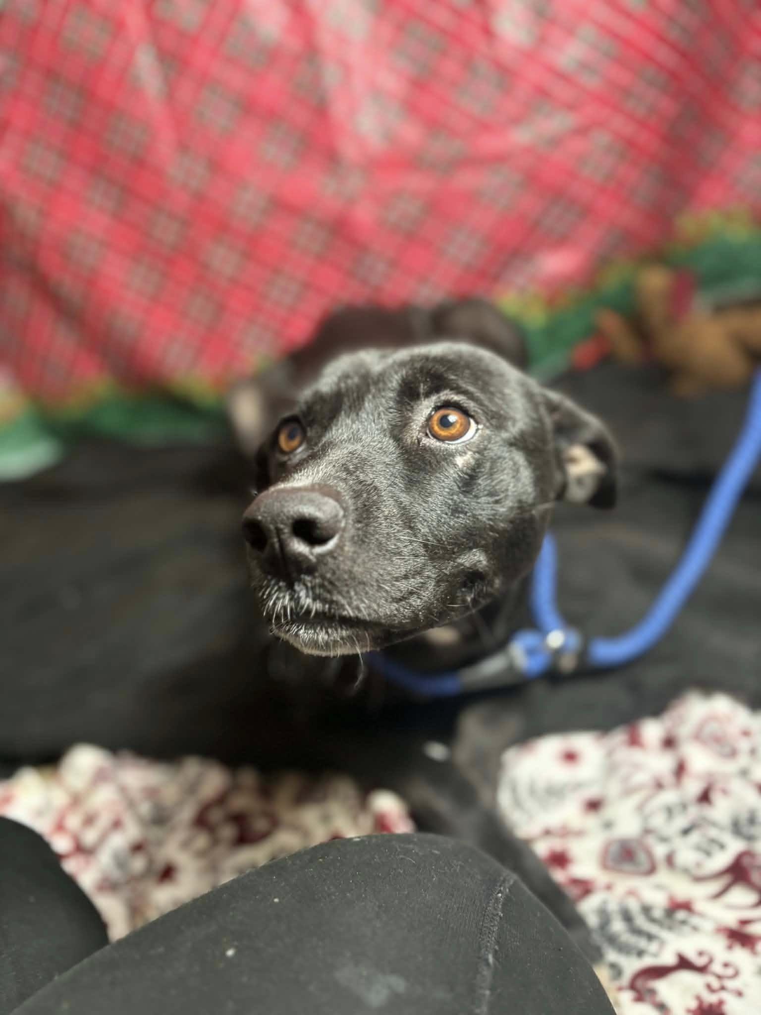 Clover (20251222-14) — thumbnail 4