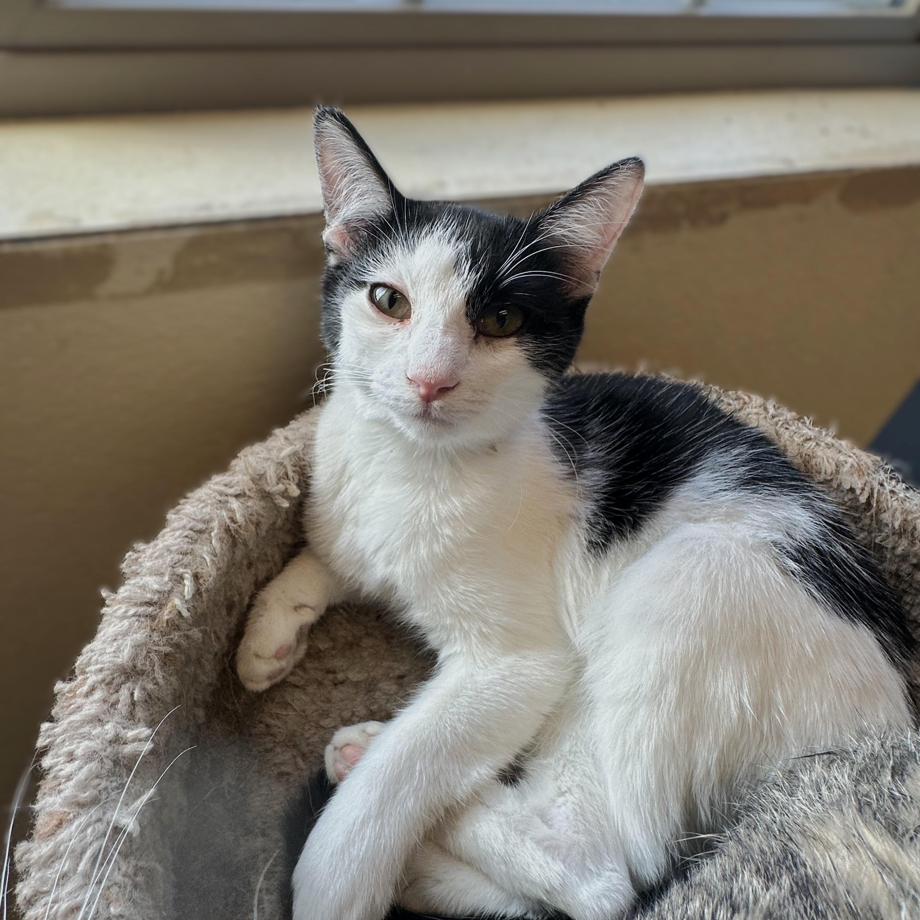 Dixie Lou, an adoptable Domestic Short Hair in Brookings, SD, 57006 | Photo Image 1