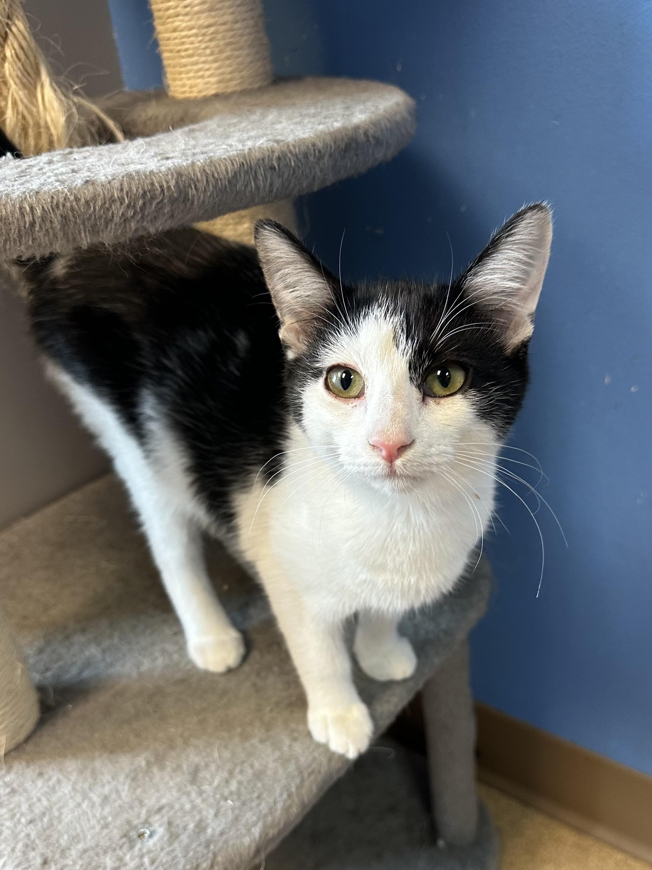 Dixie Lou, an adoptable Domestic Short Hair in Brookings, SD, 57006 | Photo Image 2