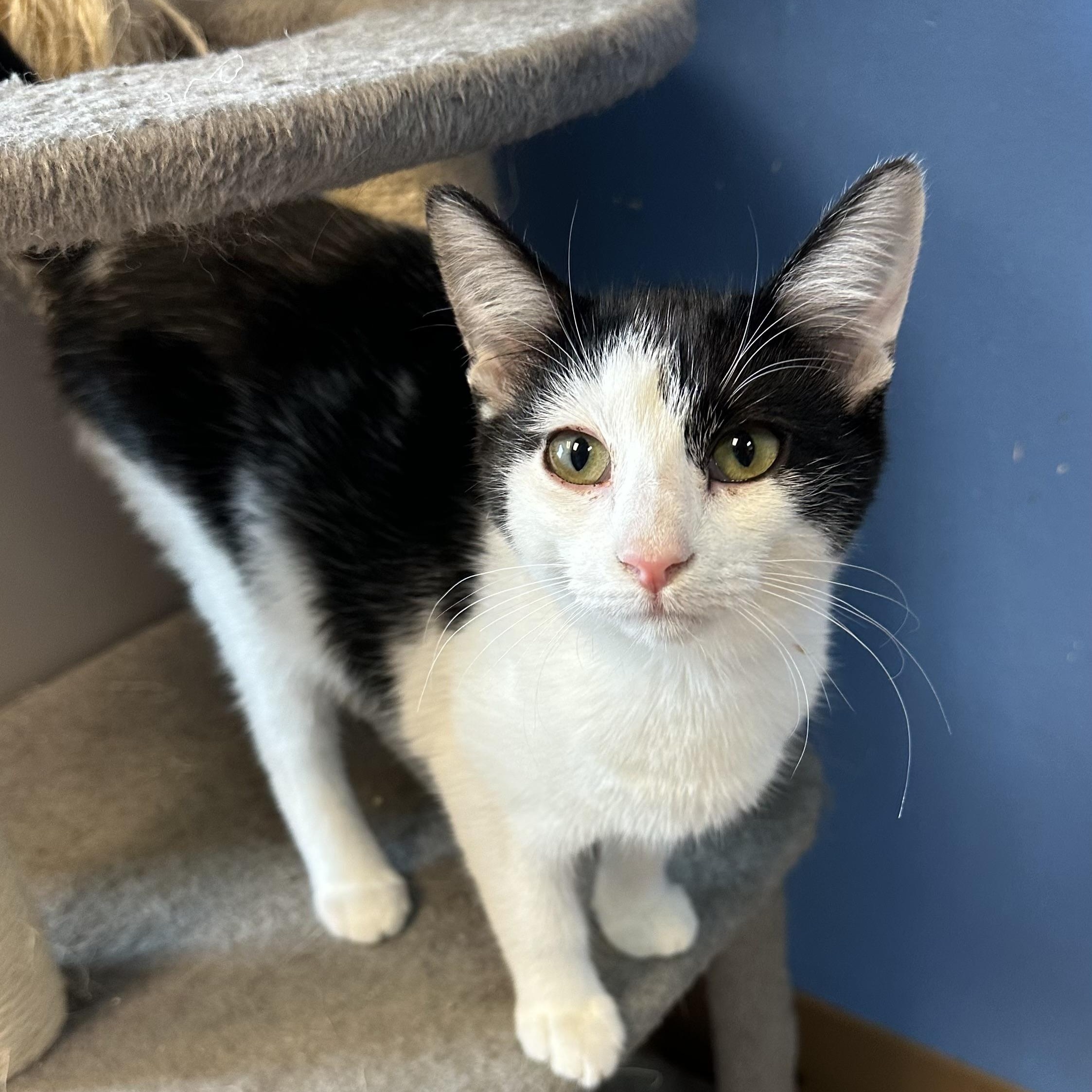 Enlarge Dixie Lou, a Adoptable Domestic Short Hair in Brookings, SD image 2/3