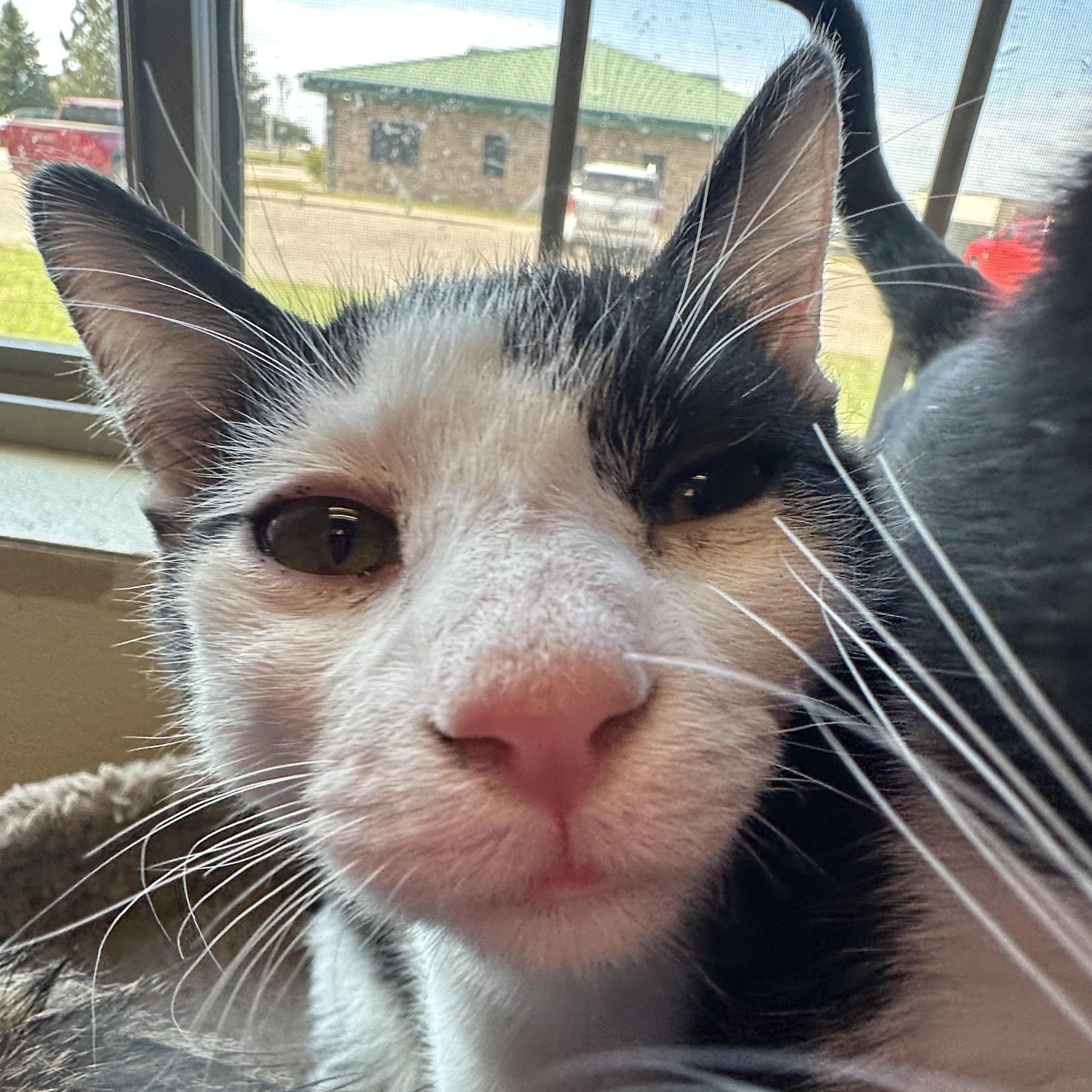 Dixie Lou, an adoptable Domestic Short Hair in Brookings, SD, 57006 | Photo Image 3