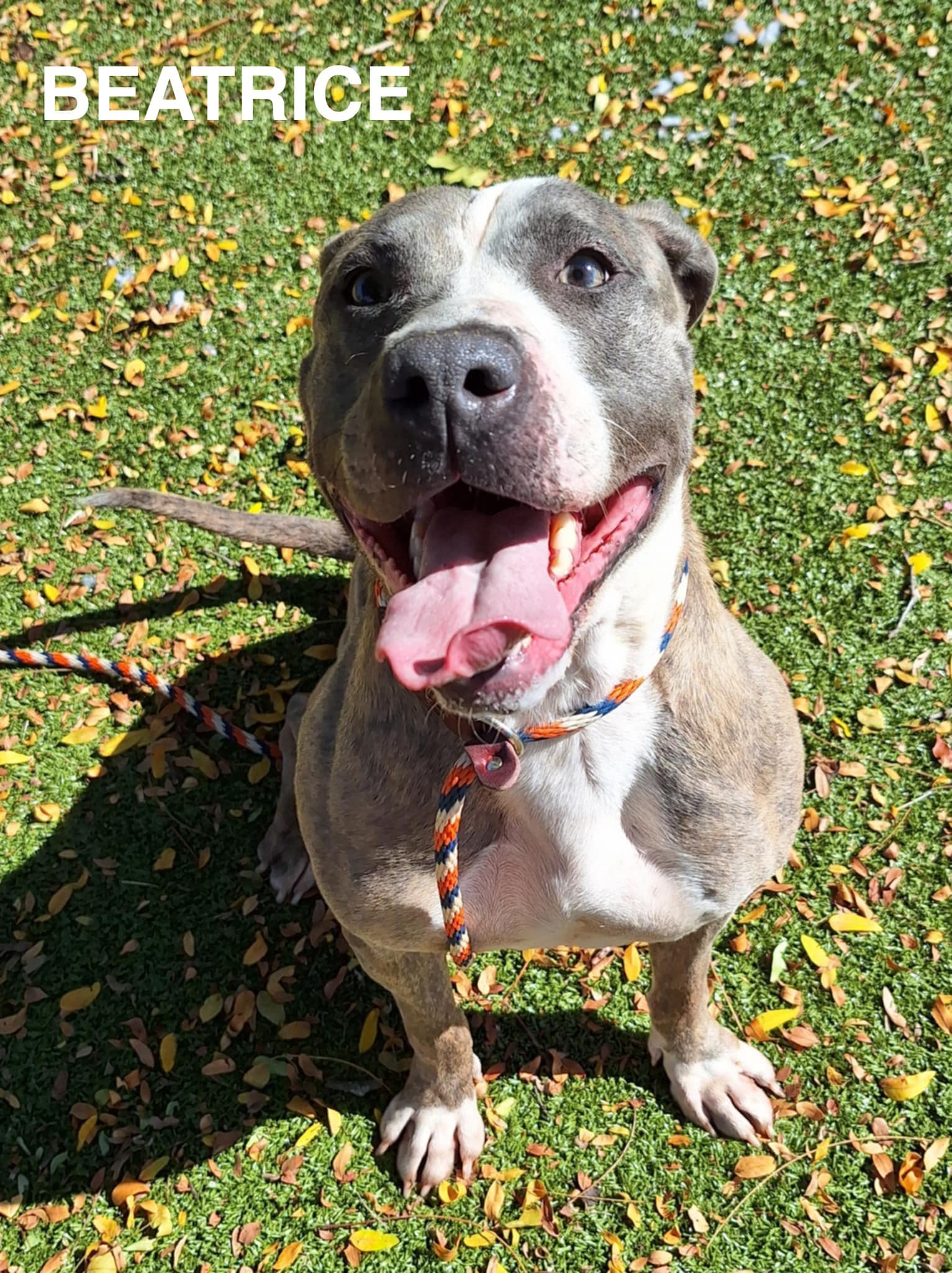 Dog for adoption Beatrice, a Mixed Breed in Flint, MI Petfinder