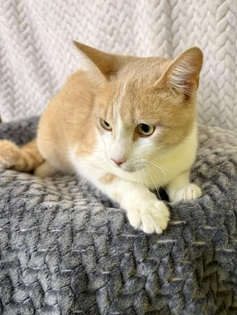 Enlarge Peaches, a ADOPTABLE Domestic Short Hair in Comfort, TX image 2/5