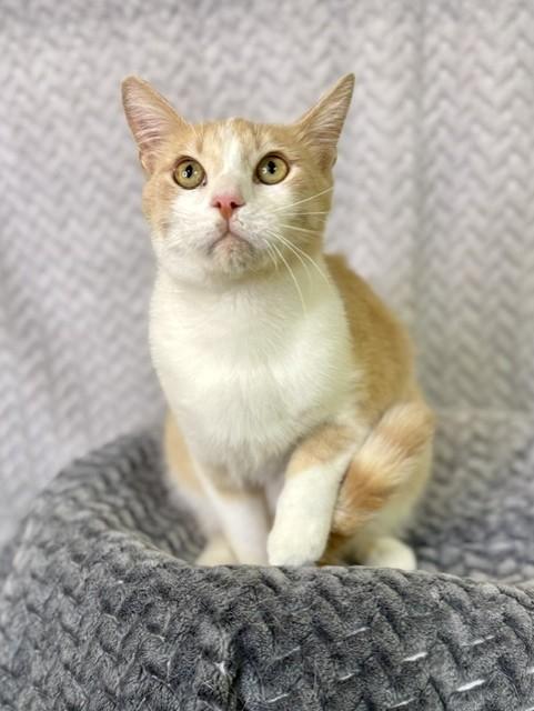 Enlarge Peaches, a ADOPTABLE Domestic Short Hair in Comfort, TX image 3/5