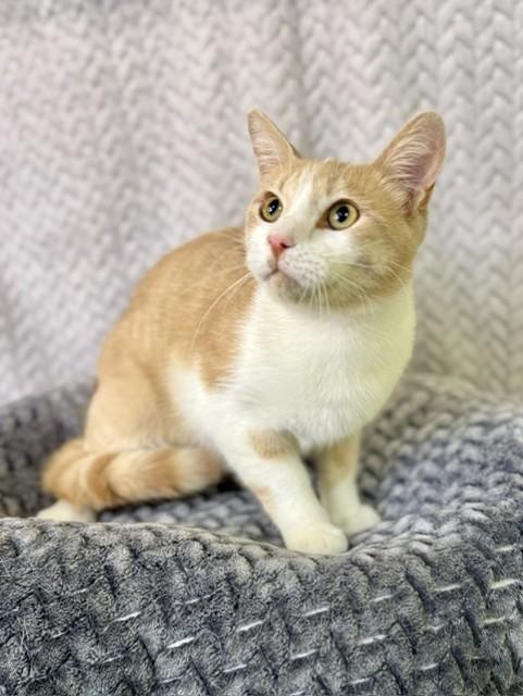 Enlarge Peaches, a ADOPTABLE Domestic Short Hair in Comfort, TX image 5/5