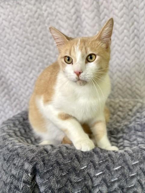Enlarge Peaches, a ADOPTABLE Domestic Short Hair in Comfort, TX image 4/5