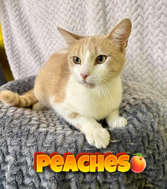 Enlarge Peaches, a ADOPTABLE Domestic Short Hair in Comfort, TX image 1/5