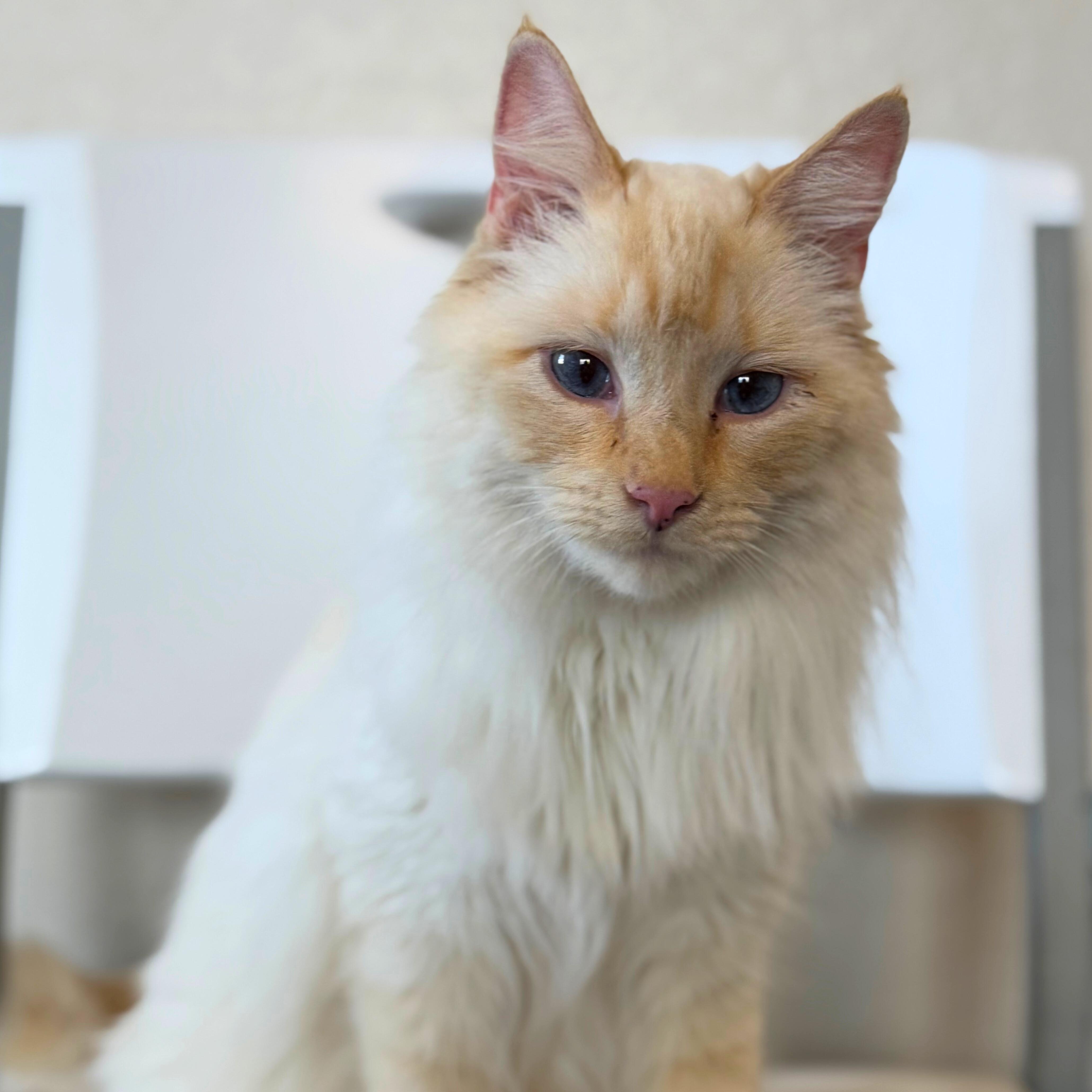 Snowflake, a Adoptable Domestic Medium Hair in Ridgway, CO image 2/6