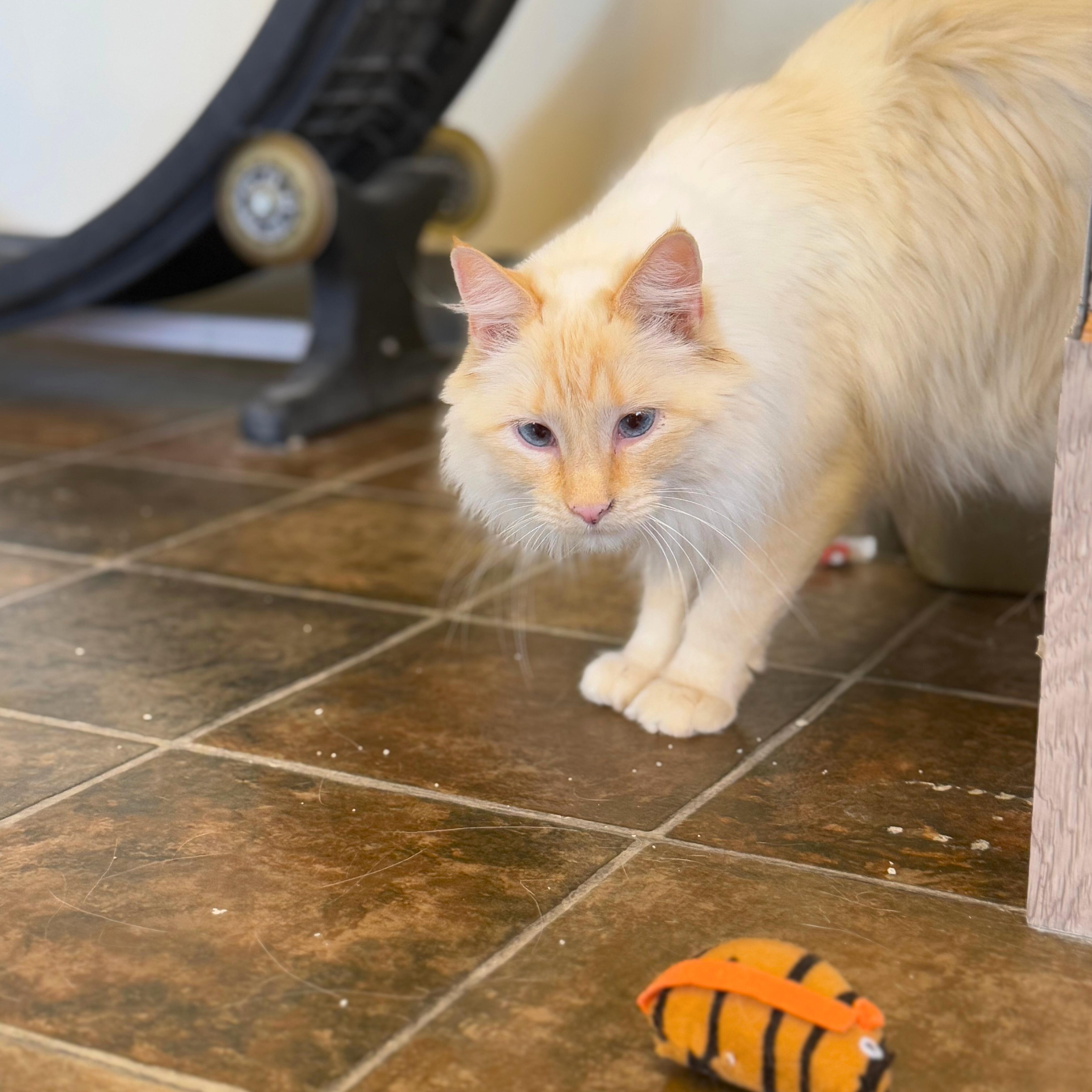Snowflake, a Adoptable Domestic Medium Hair in Ridgway, CO image 5/6