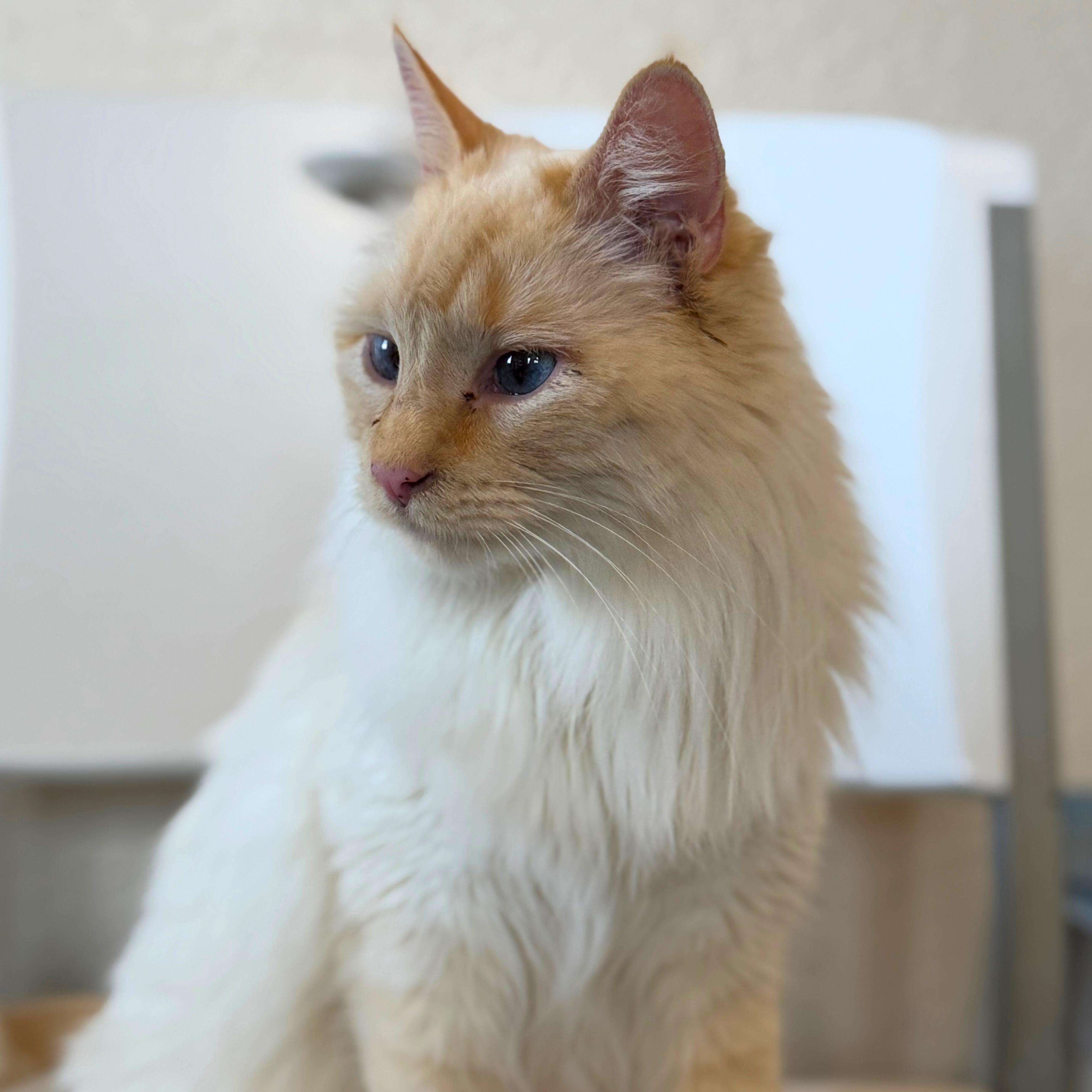 Snowflake, a Adoptable Domestic Medium Hair in Ridgway, CO image 4/6