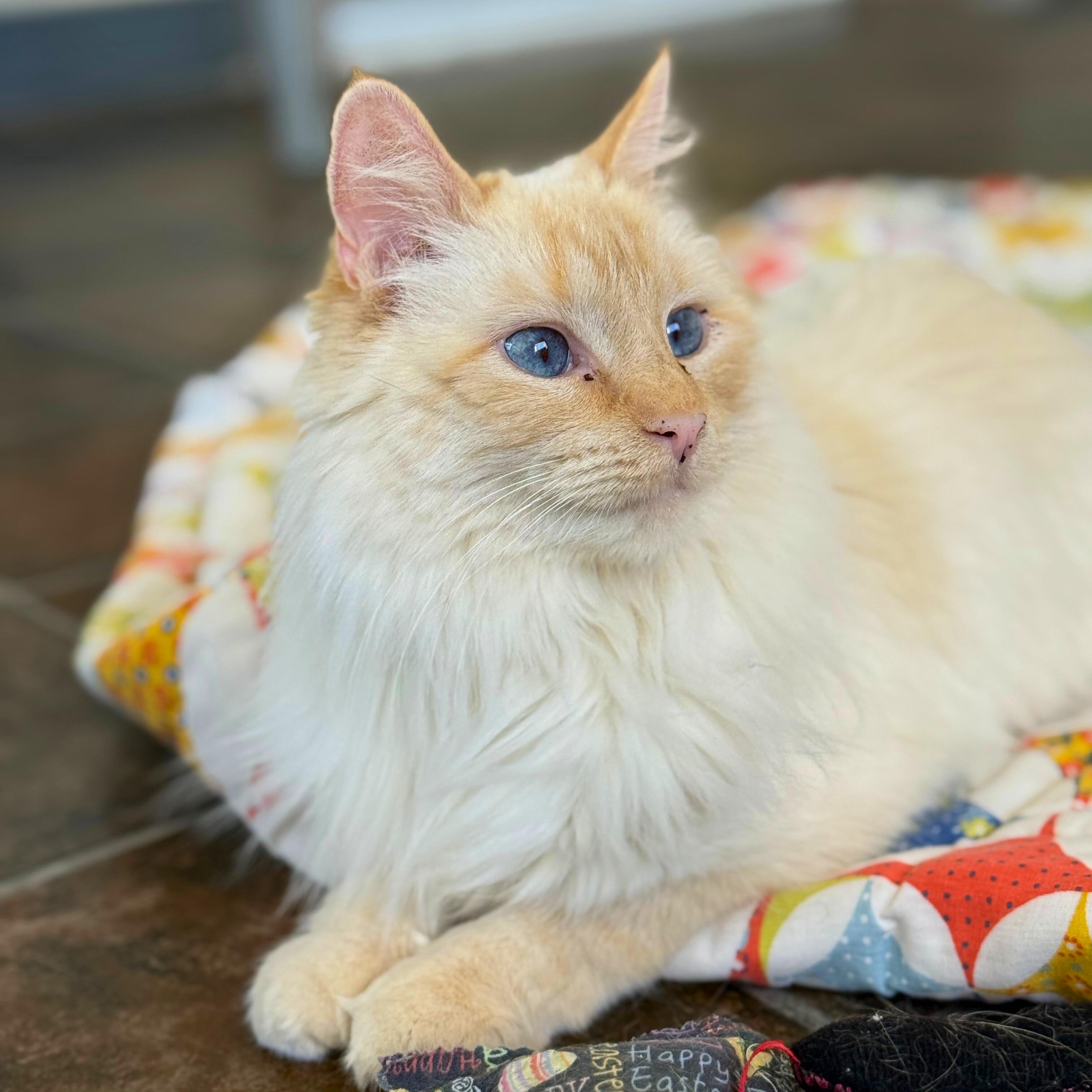 Snowflake, a Adoptable Domestic Medium Hair in Ridgway, CO image 1/6
