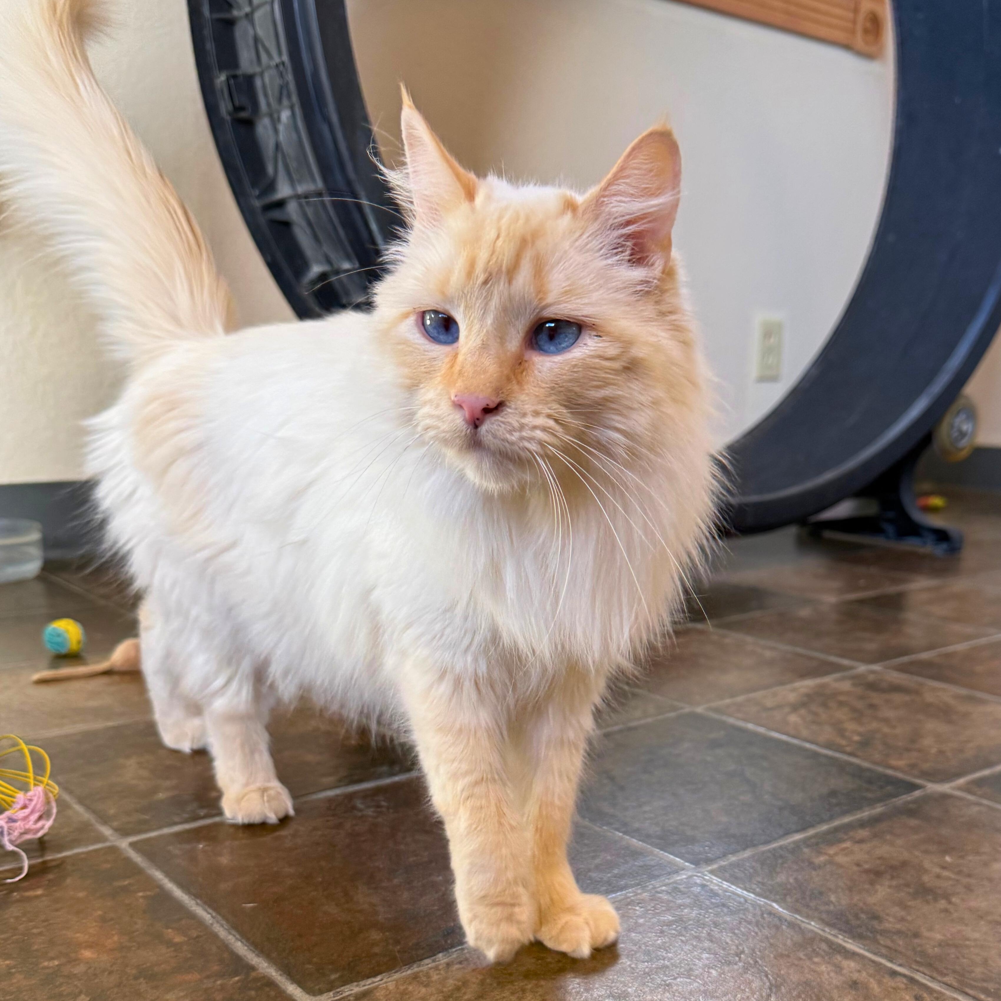 Snowflake, a Adoptable Domestic Medium Hair in Ridgway, CO image 6/6