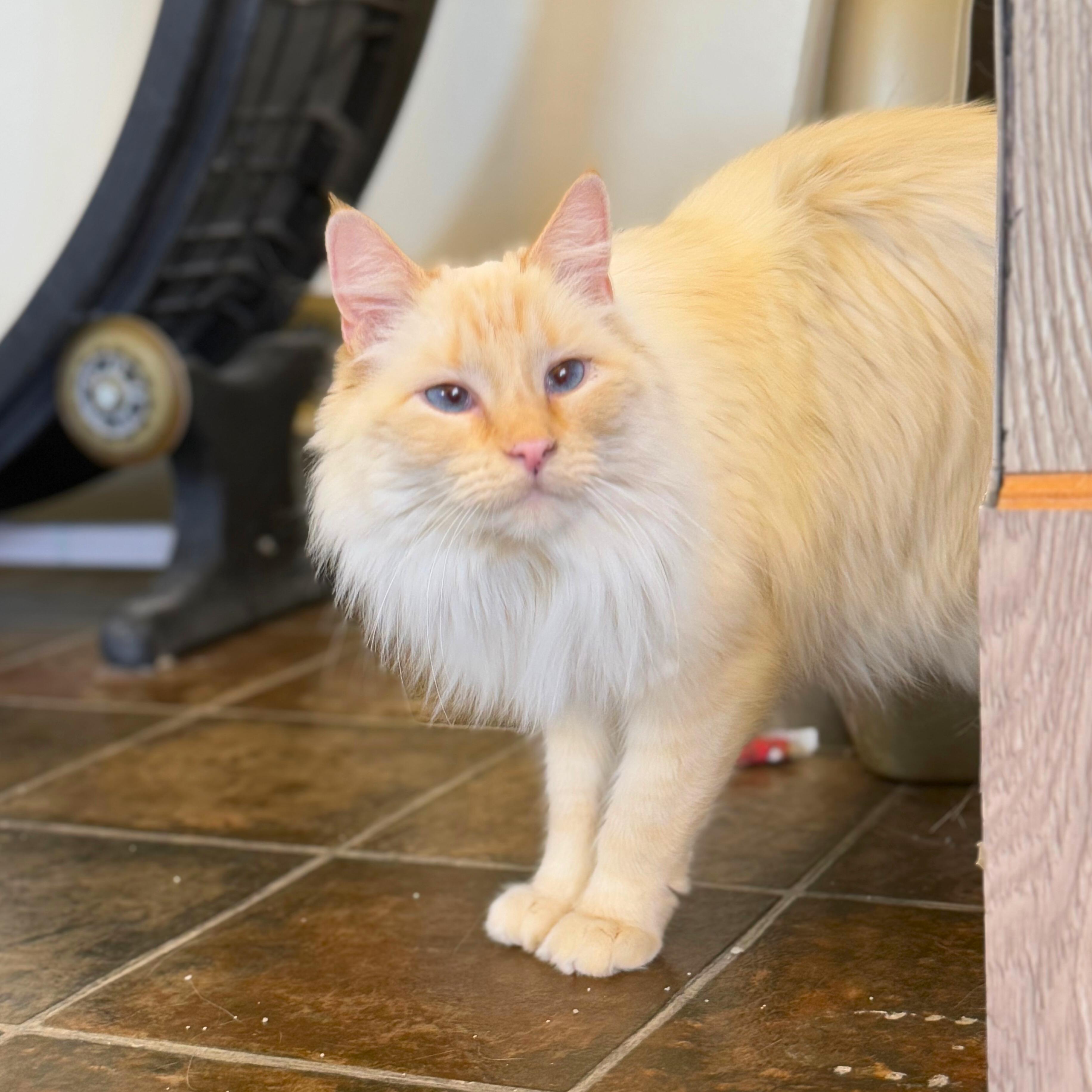 Snowflake, a Adoptable Domestic Medium Hair in Ridgway, CO image 3/6