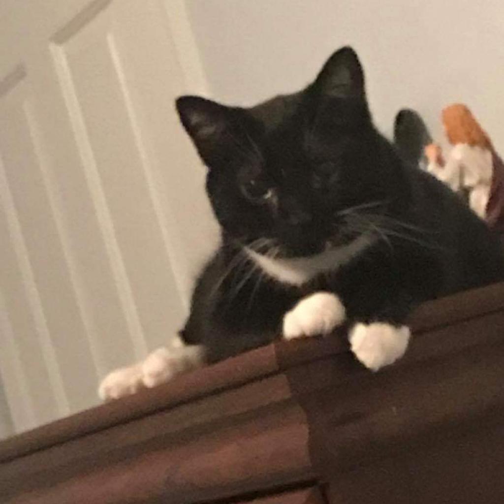 Shadow 2, Adoptable, Senior Male Domestic Short Hair.