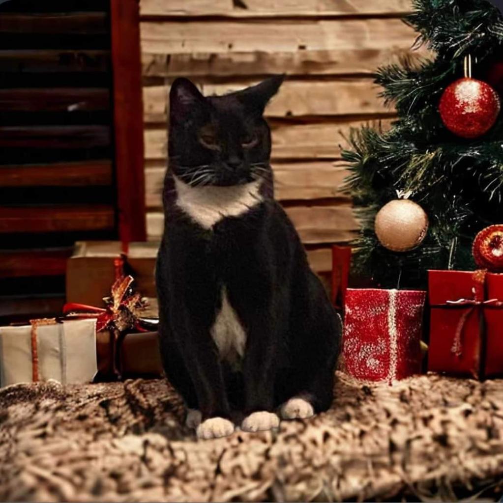 Shadow 2, a Adoptable Domestic Short Hair in Winchester, VA image 2/2