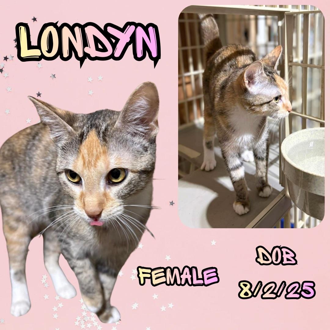 Enlarge Londyn, a Adoptable mixed breed in Coeur D Alene, ID image 1/1