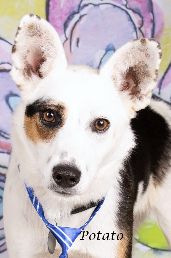 Potato, Adoptable, Young Male Cattle Dog & Shepherd.