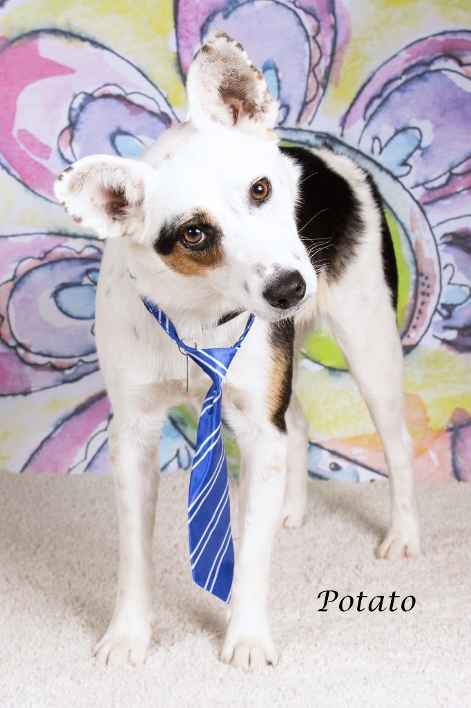 Enlarge Potato, a Adoptable mixed breed in Gilbert, AZ image 2/2