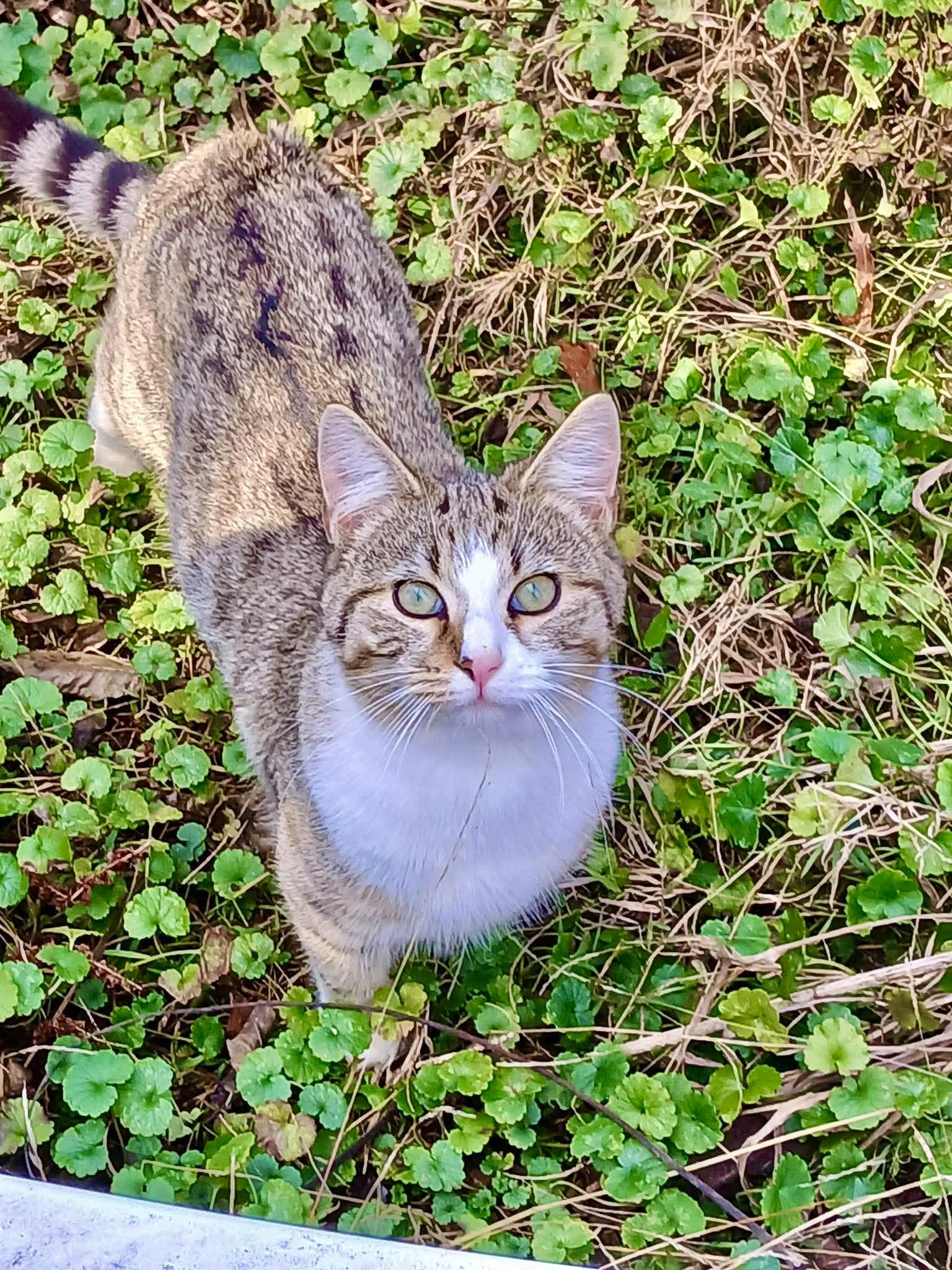 Bubbles, ADOPTABLE, Young Male Tabby.