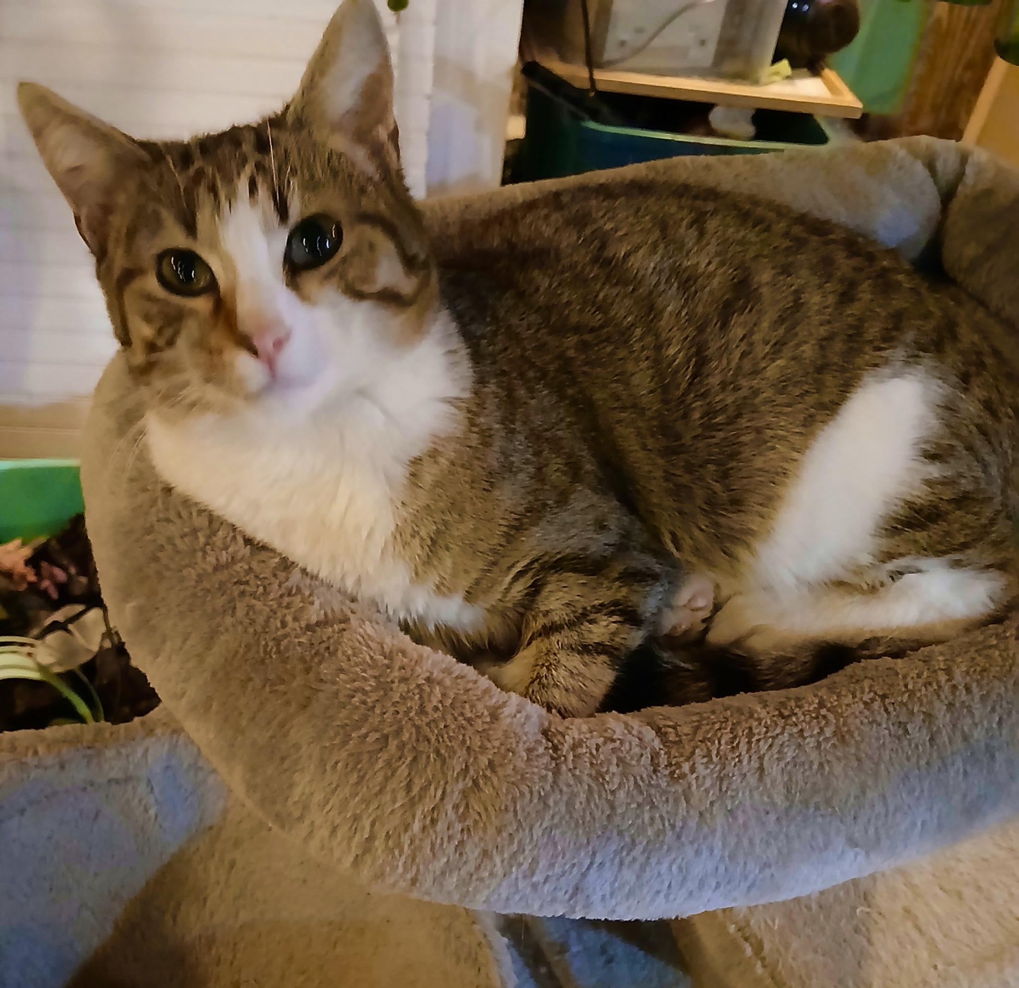 Bubbles, a ADOPTABLE Tabby in Maryville, TN image 4/4