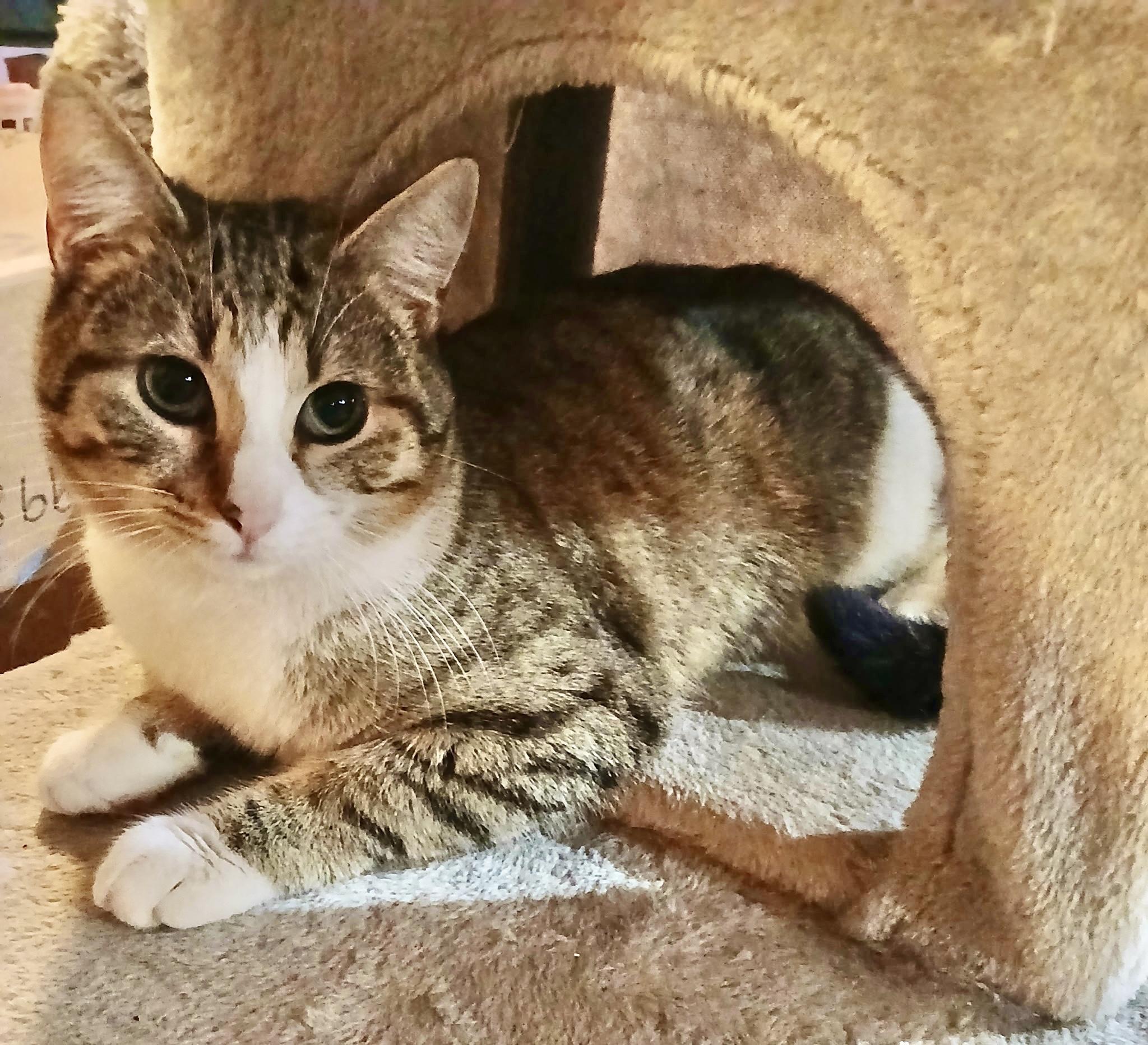 Bubbles, ADOPTABLE, Young Male Tabby.