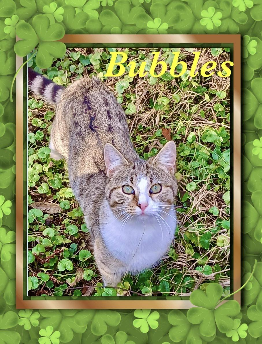 Bubbles, ADOPTABLE, Young Male Tabby.