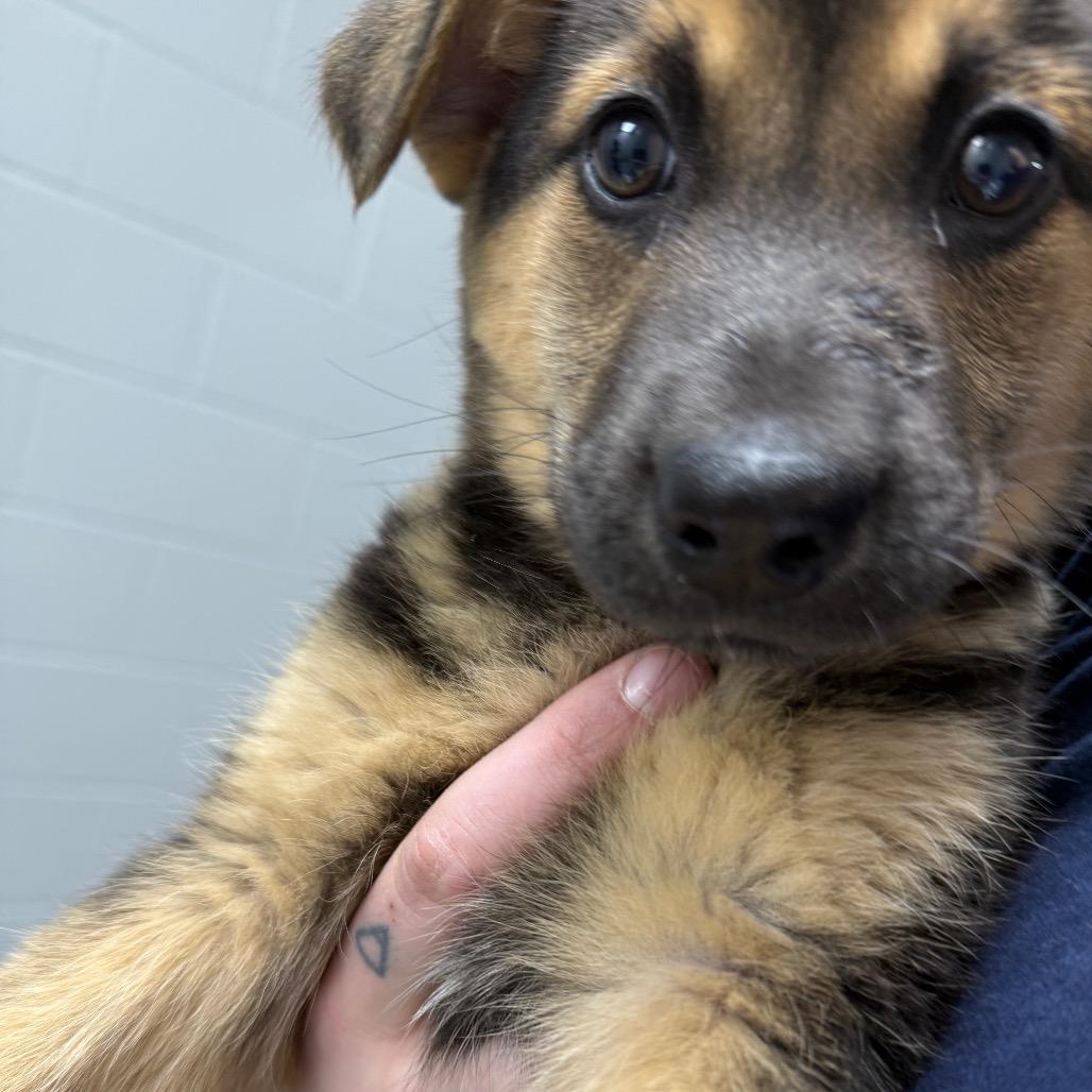 Alabama, Adoptable, Puppy Female Shepherd & Labrador Retriever.