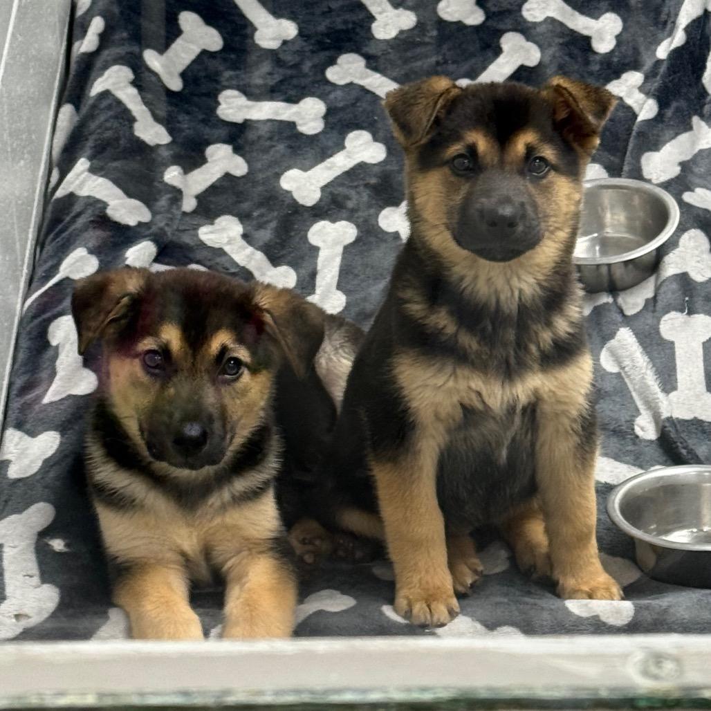 Enlarge Alabama, a Adoptable mixed breed in Brookfield, WI image 3/5