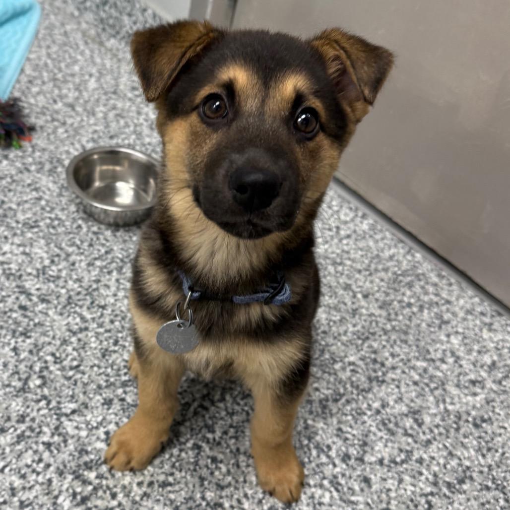 Enlarge Alabama, a Adoptable mixed breed in Brookfield, WI image 4/5