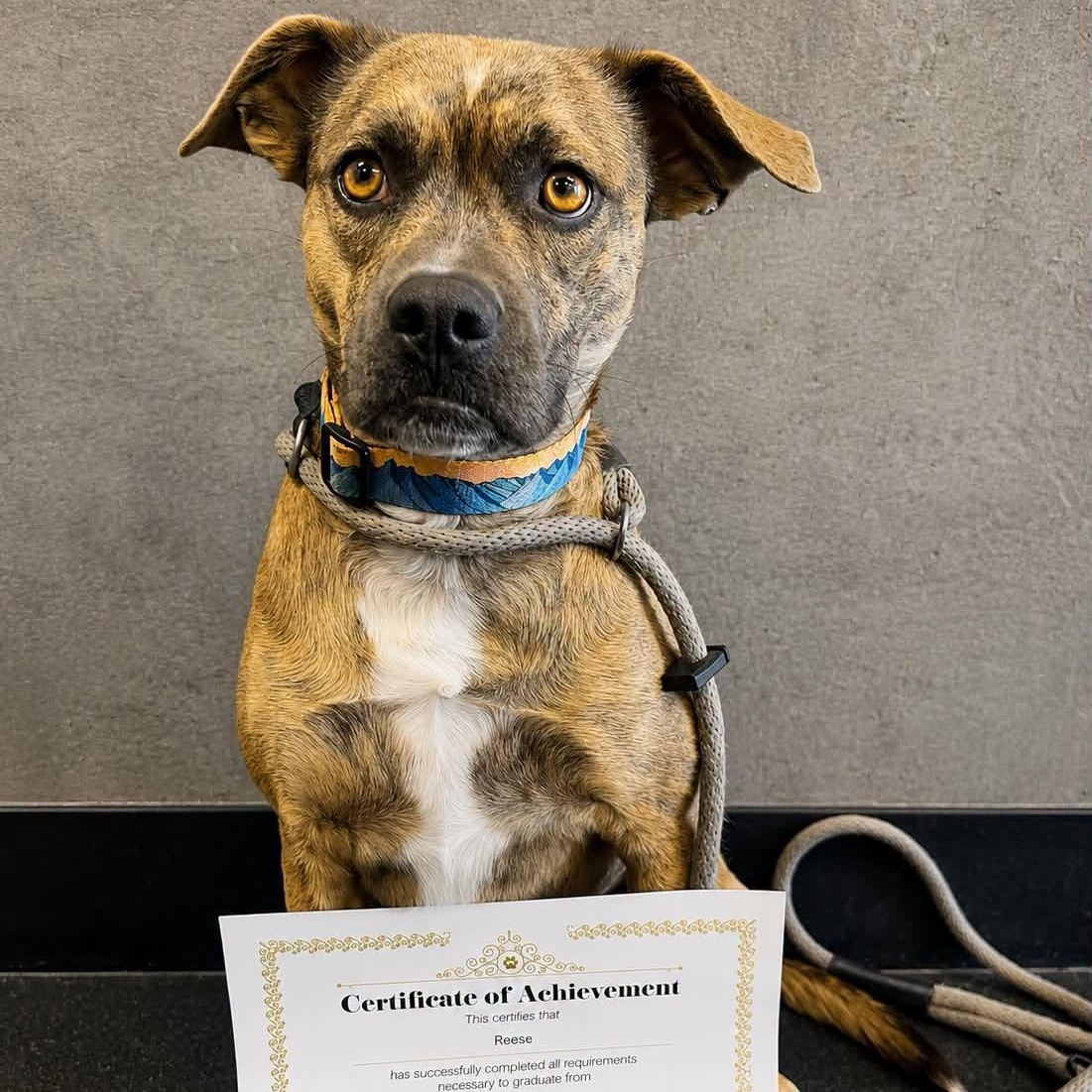 Enlarge Reese, a ADOPTABLE mixed breed in Libby, MT image 2/4