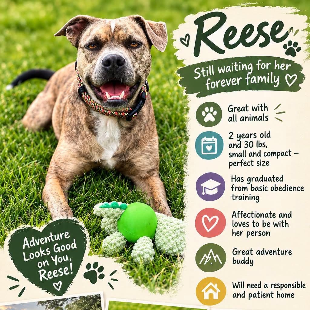 Reese, ADOPTABLE, Adult Female American Staffordshire Terrier & Chihuahua.
