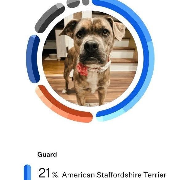 Enlarge Reese, a ADOPTABLE mixed breed in Libby, MT image 3/4