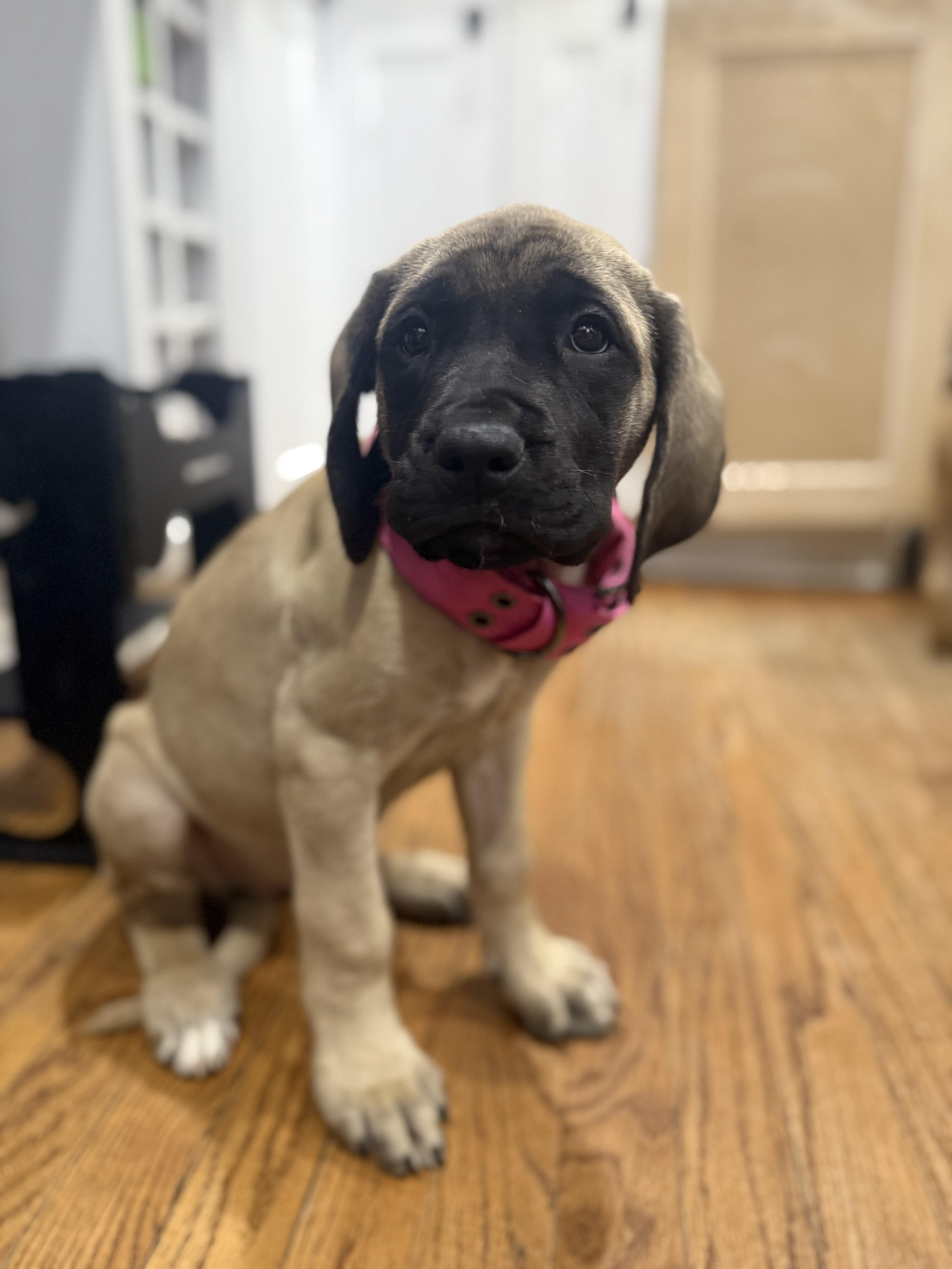 Gravy, adopted, Puppy Female Mastiff.