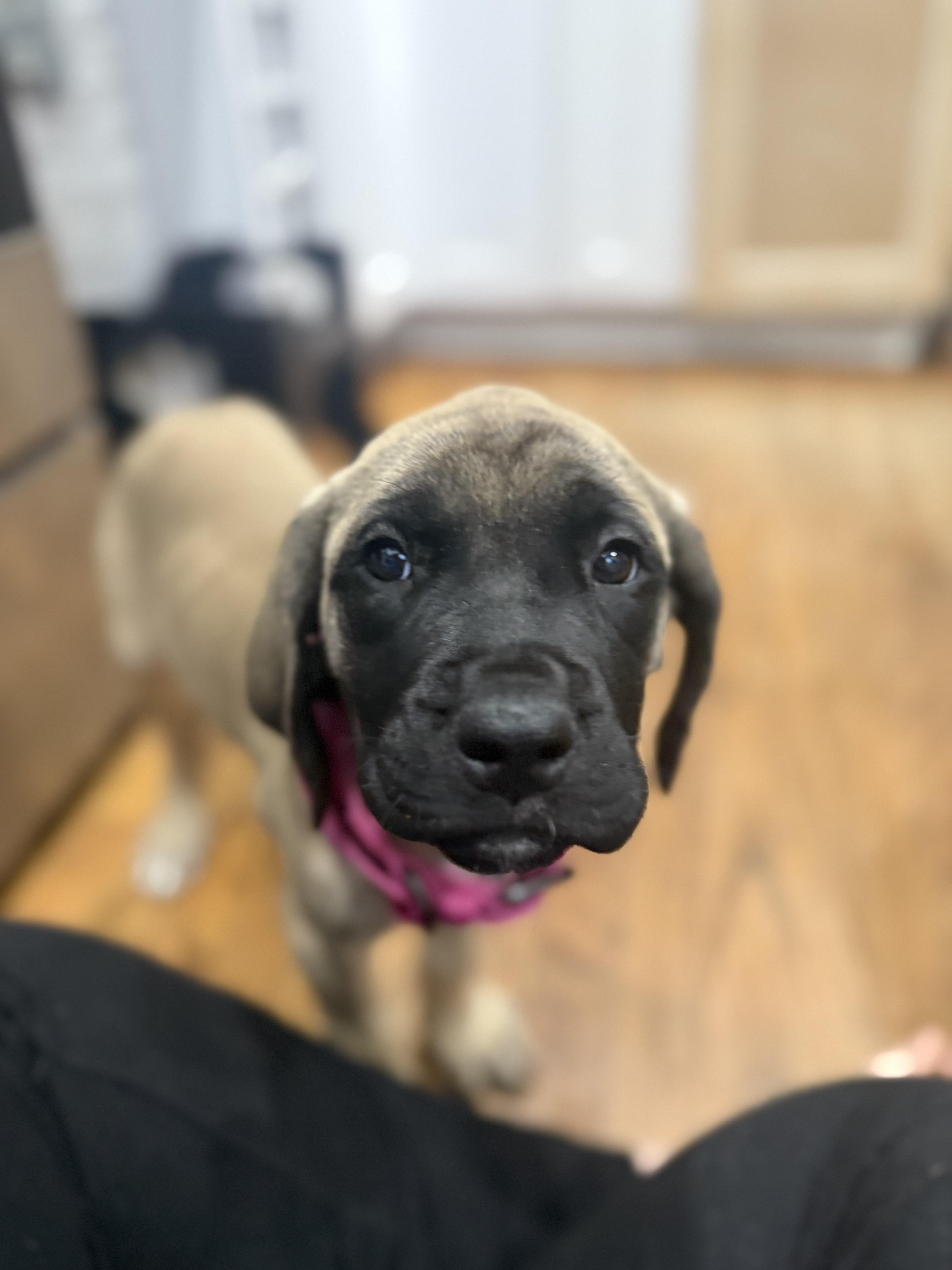 Enlarge Gravy, an adopted Mastiff in Halethorpe, MD image 3/4