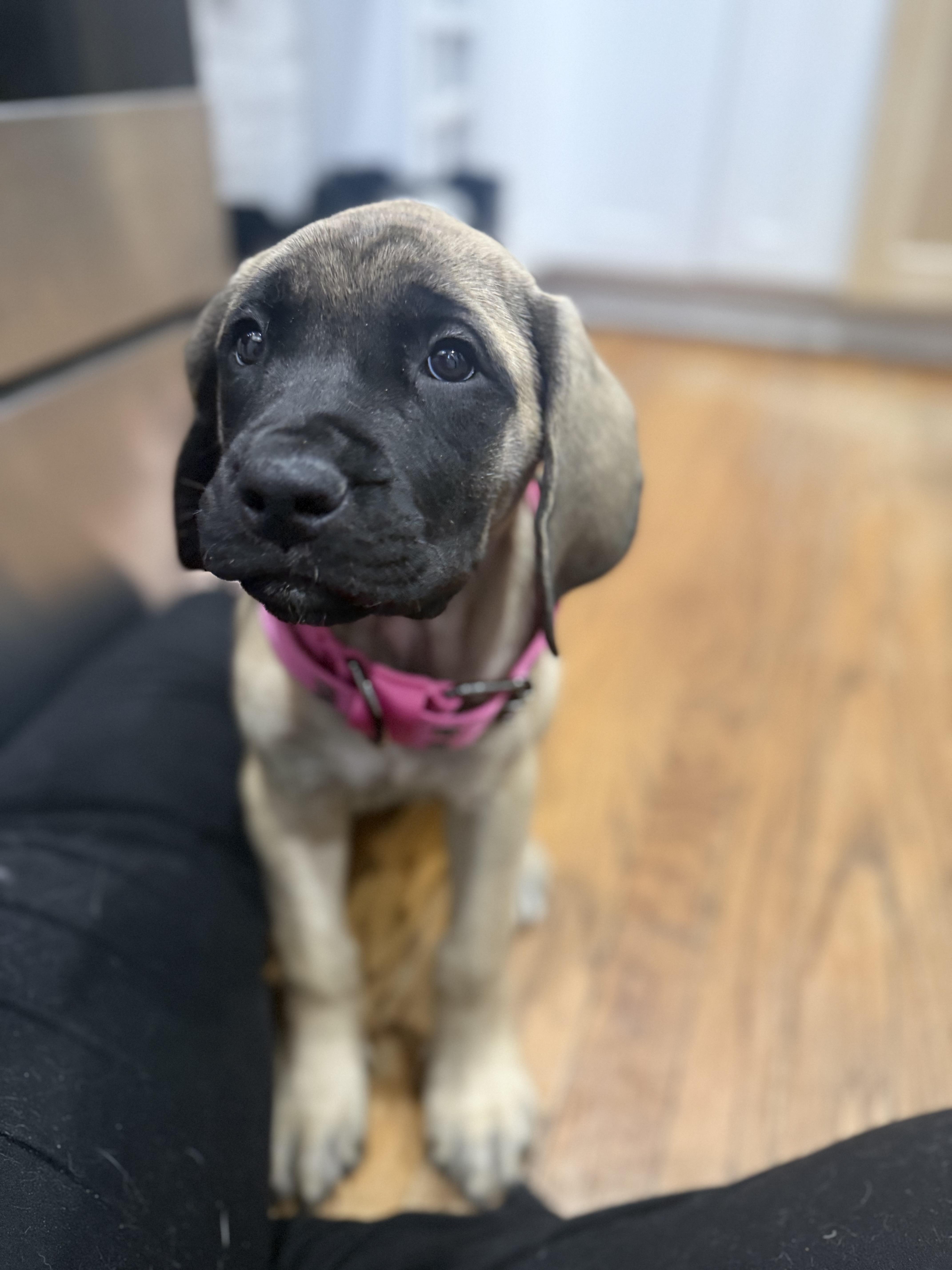 Enlarge Gravy, an adopted Mastiff in Halethorpe, MD image 2/4