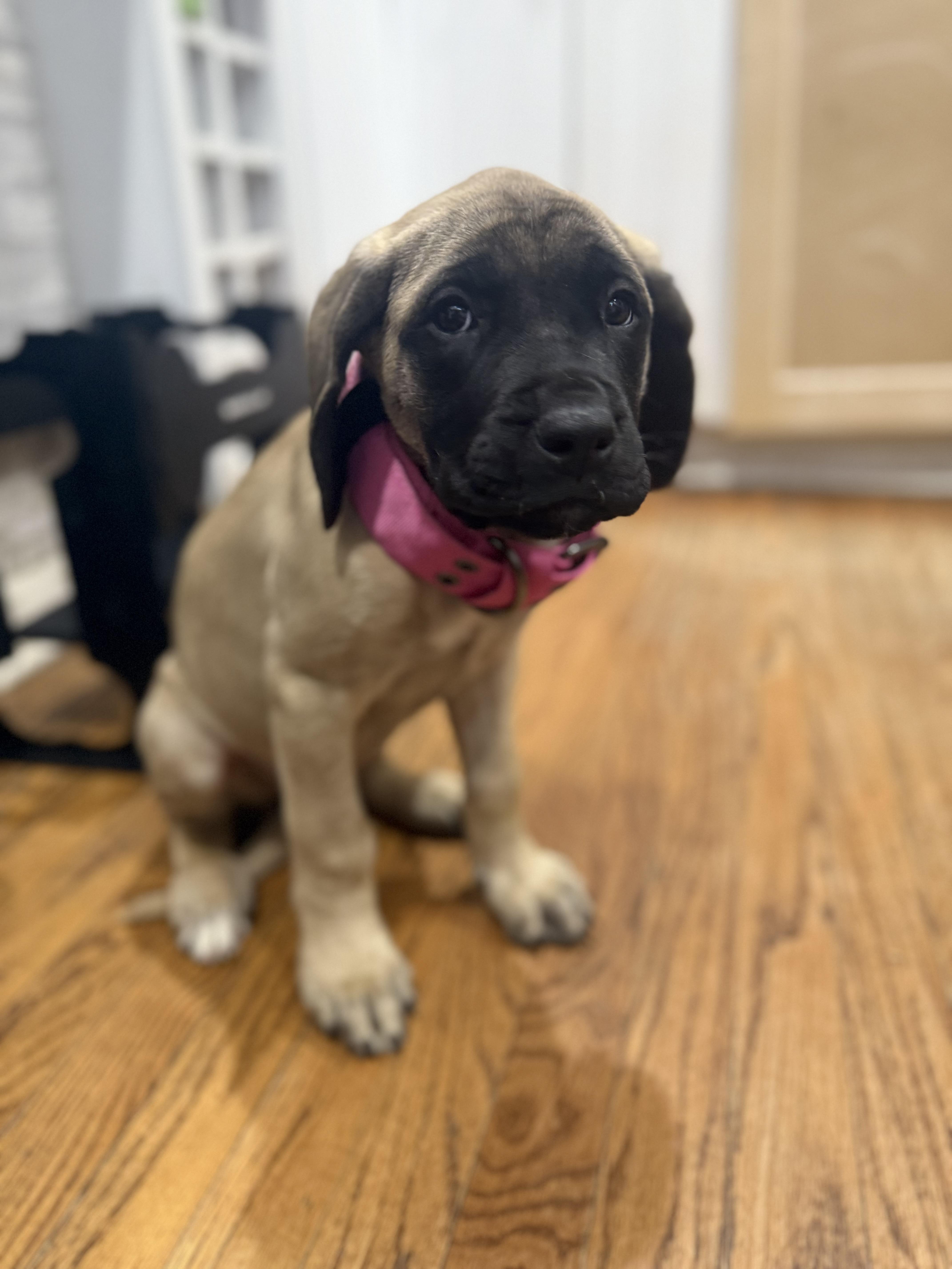 Enlarge Gravy, an adopted Mastiff in Halethorpe, MD image 4/4