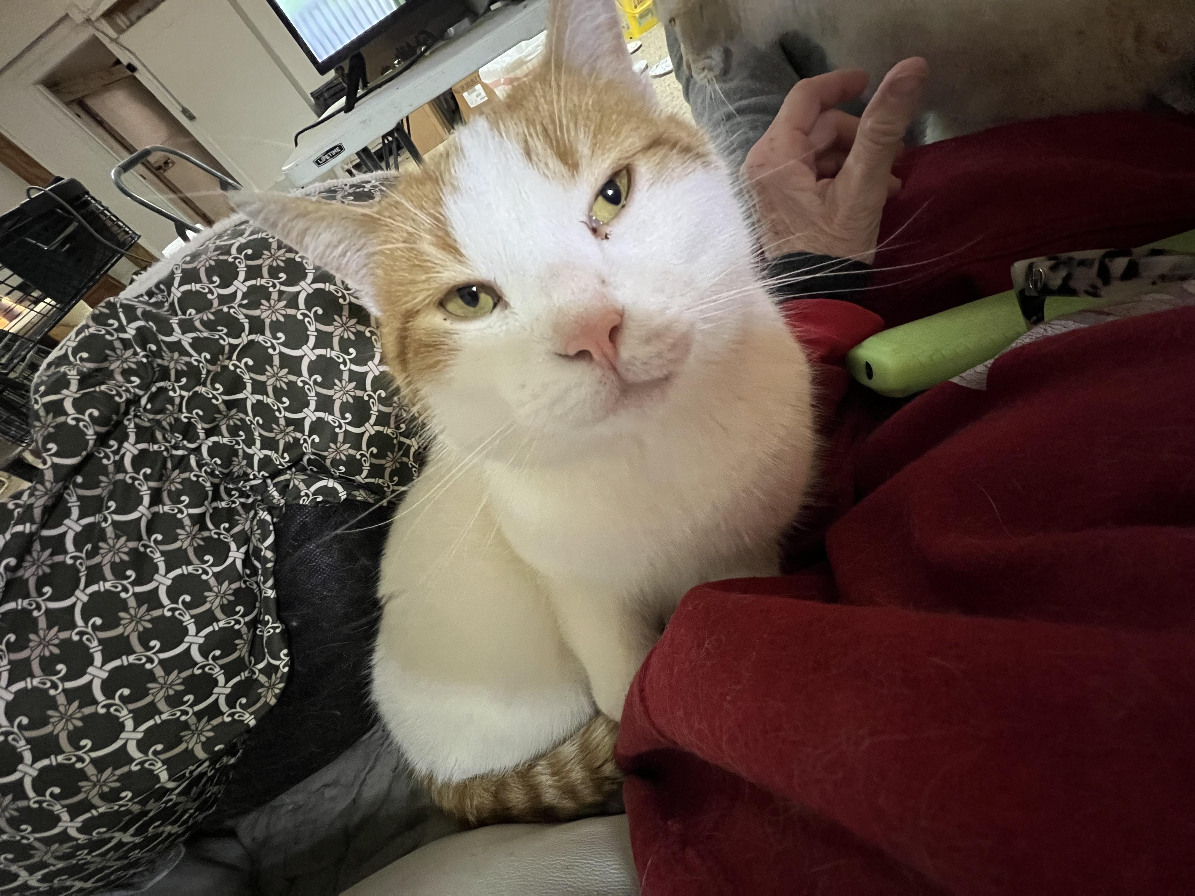 Scotcharoo, Adoptable, Adult Male Domestic Short Hair.