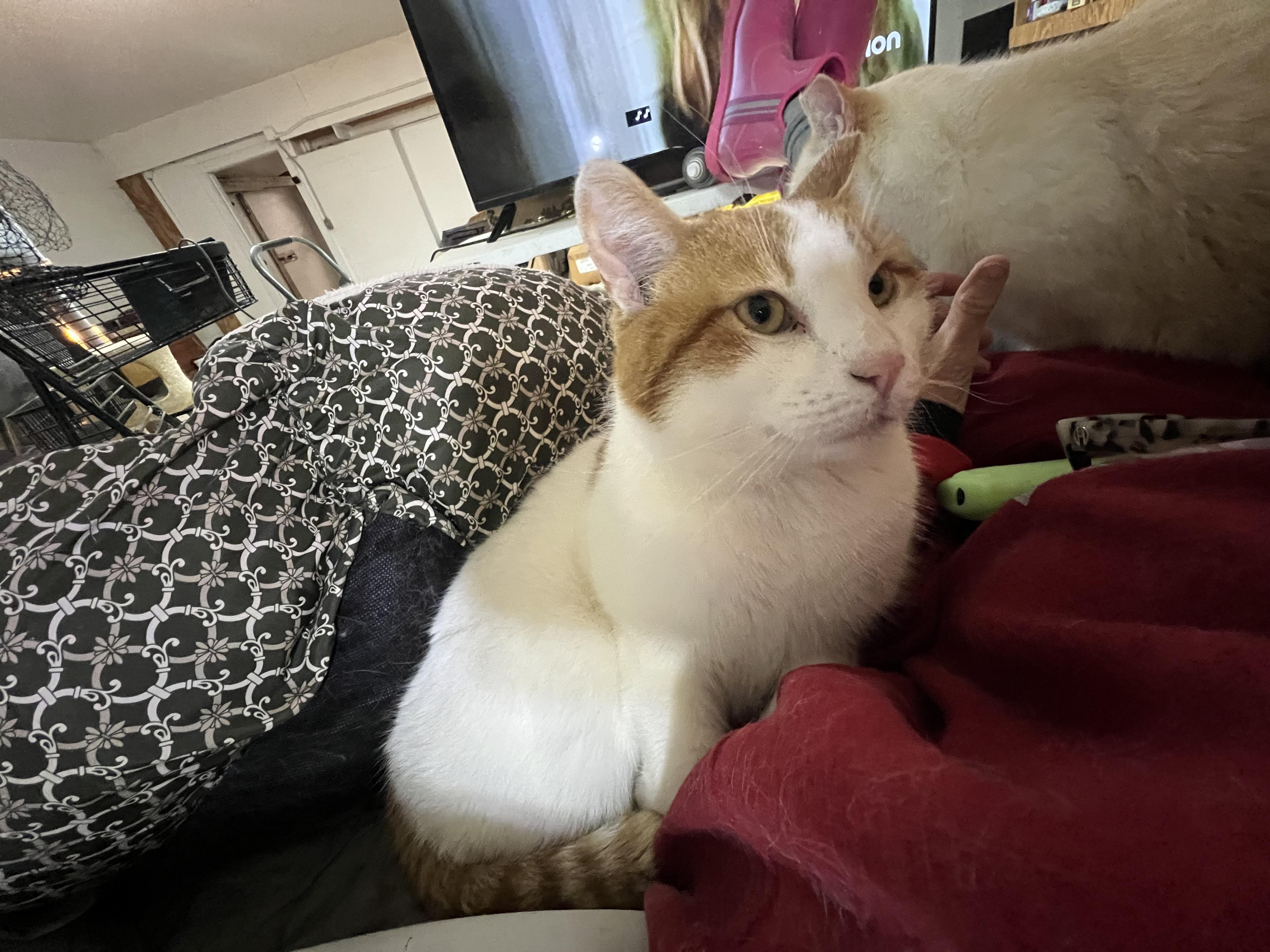 Scotcharoo, adoptable, Adult Male Domestic Short Hair.