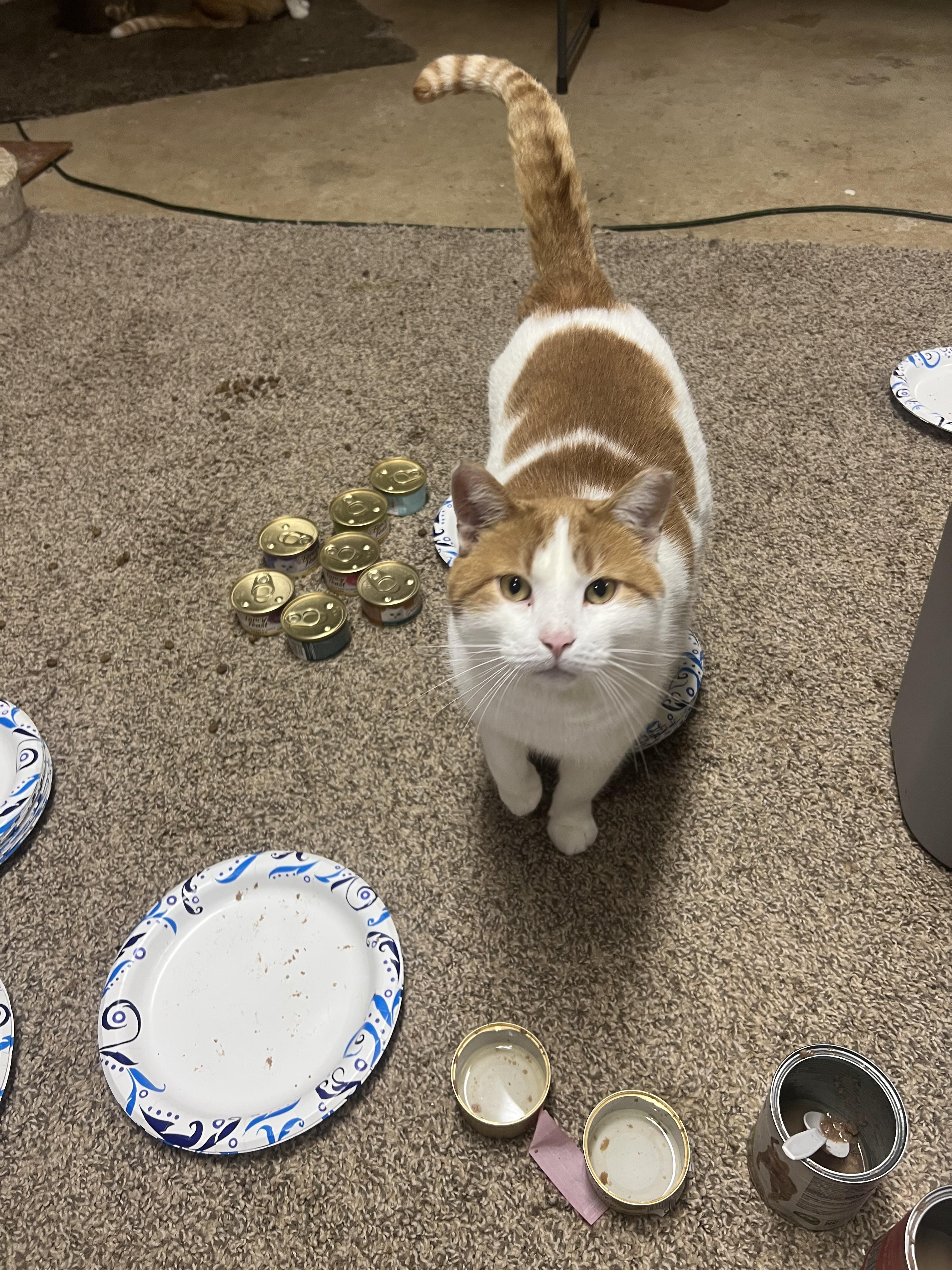 Scotcharoo, a Adoptable mixed breed in West Milwaukee, WI image 3/3