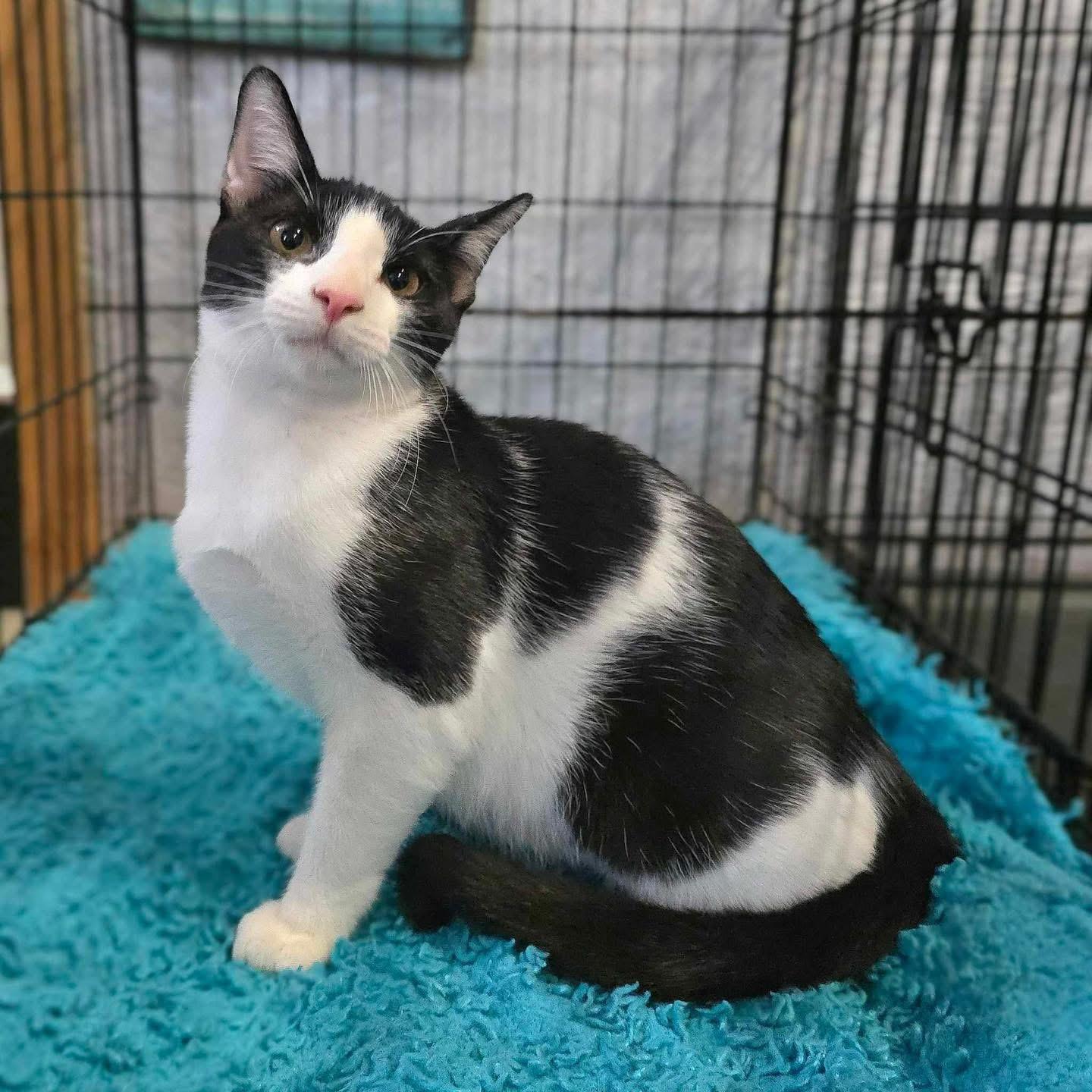Checker, an adoptable Domestic Long Hair in Lubbock, TX, 79407 | Photo Image 1