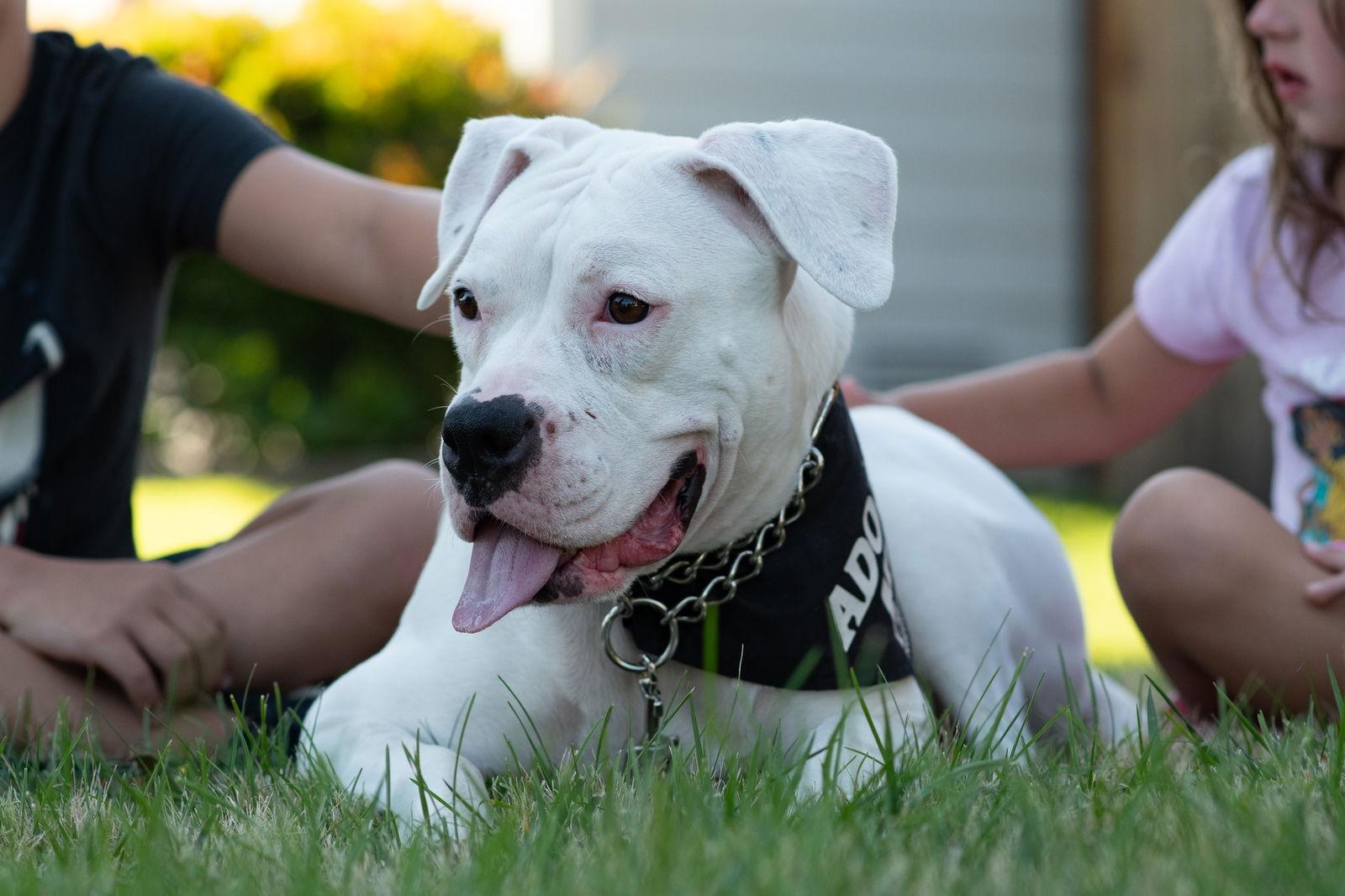 Enlarge Pearl, a Adoptable Boxer in McMinnville, OR image 1/3