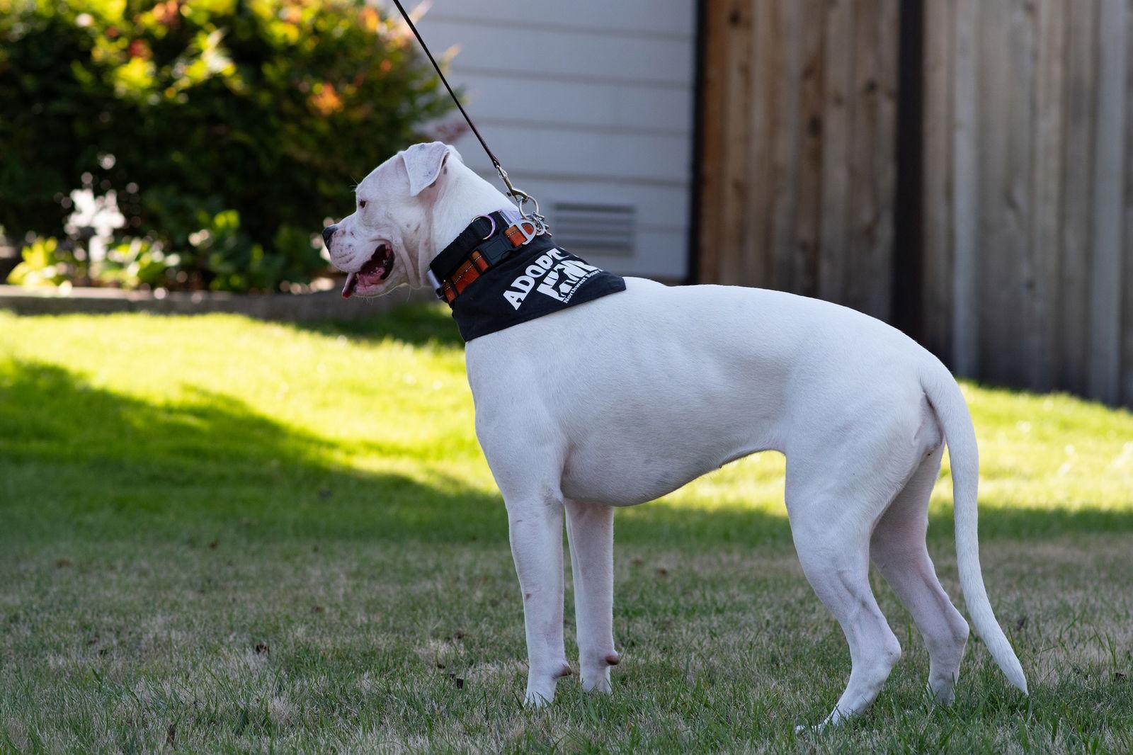 Enlarge Pearl, a Adoptable Boxer in McMinnville, OR image 2/3