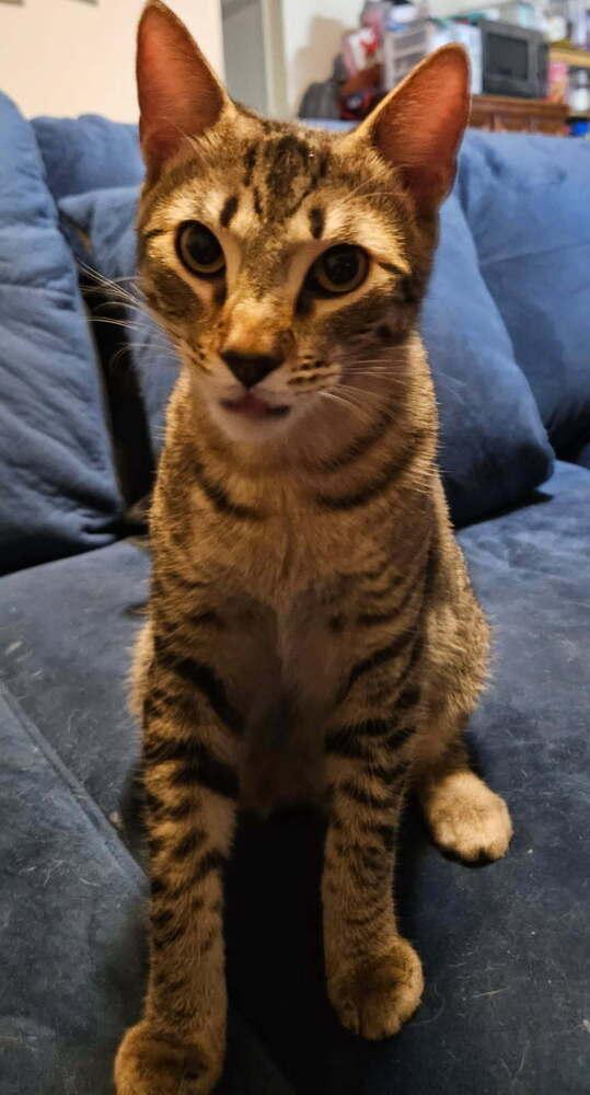 Enlarge Pinto, a Adoptable Domestic Medium Hair in Orlando, FL image 1/1