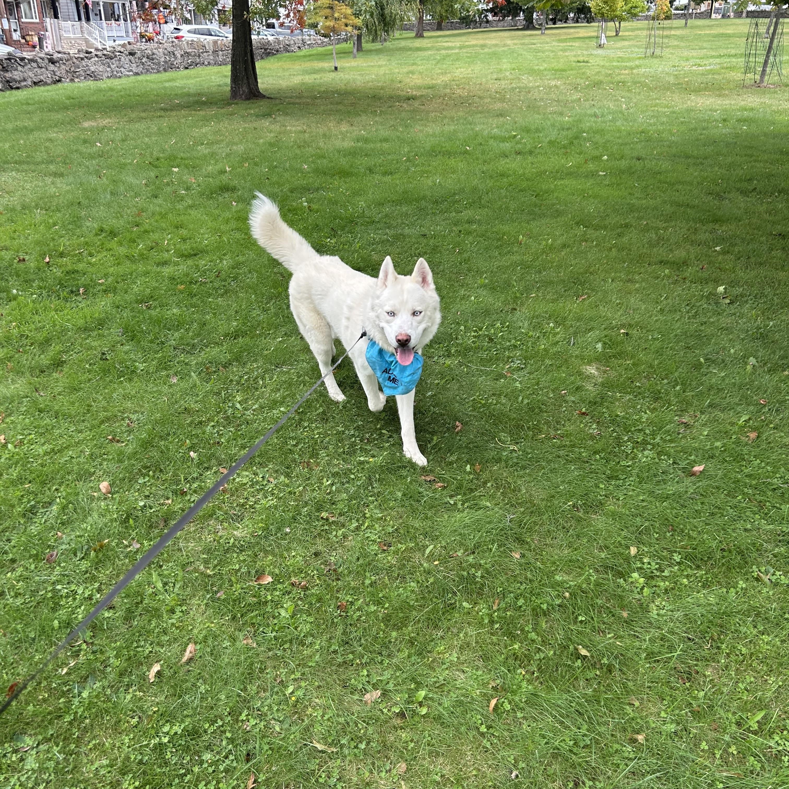 Enlarge Kai, a Adoptable Siberian Husky in Lehigh Valley, PA image 4/4