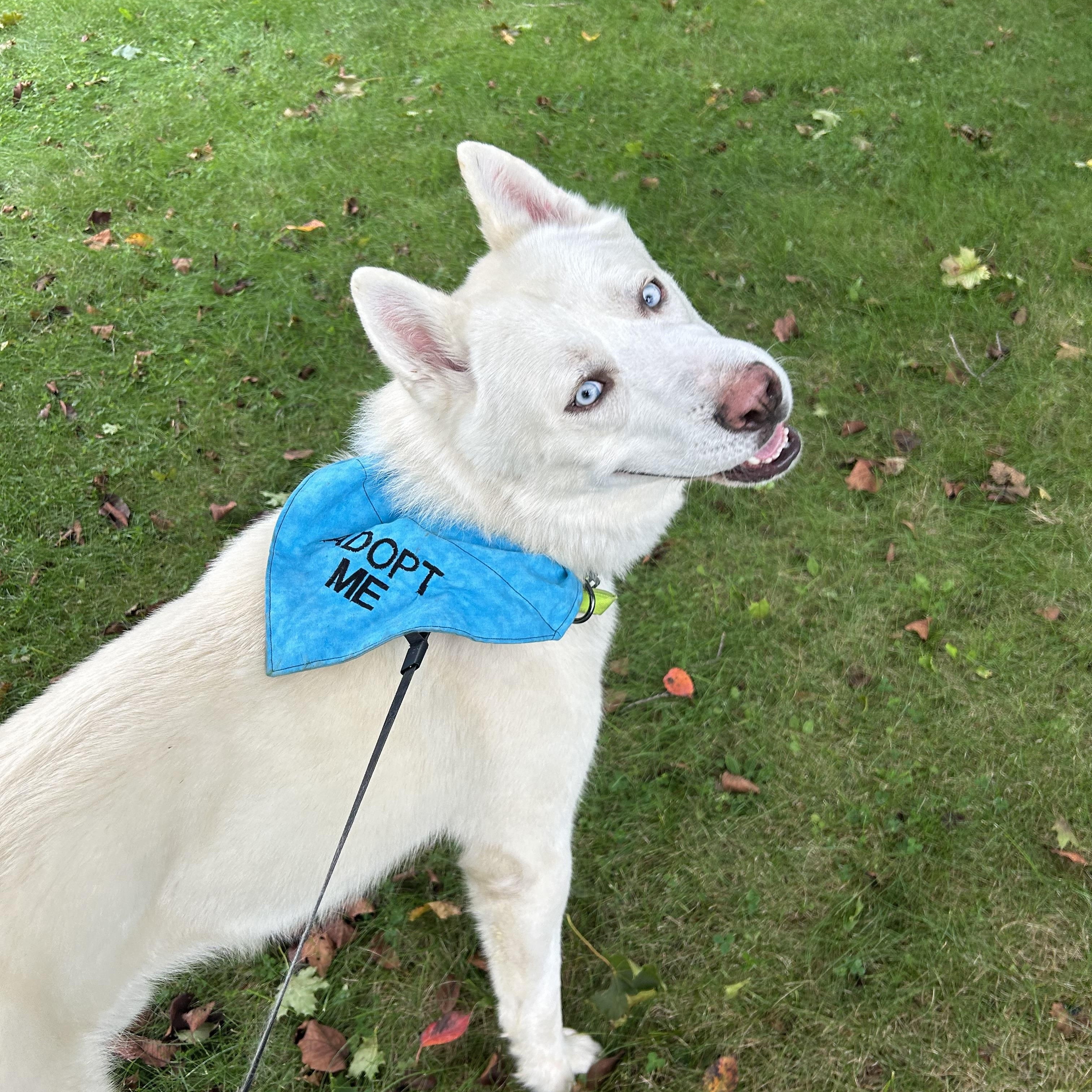 Enlarge Kai, a Adoptable Siberian Husky in Lehigh Valley, PA image 2/4