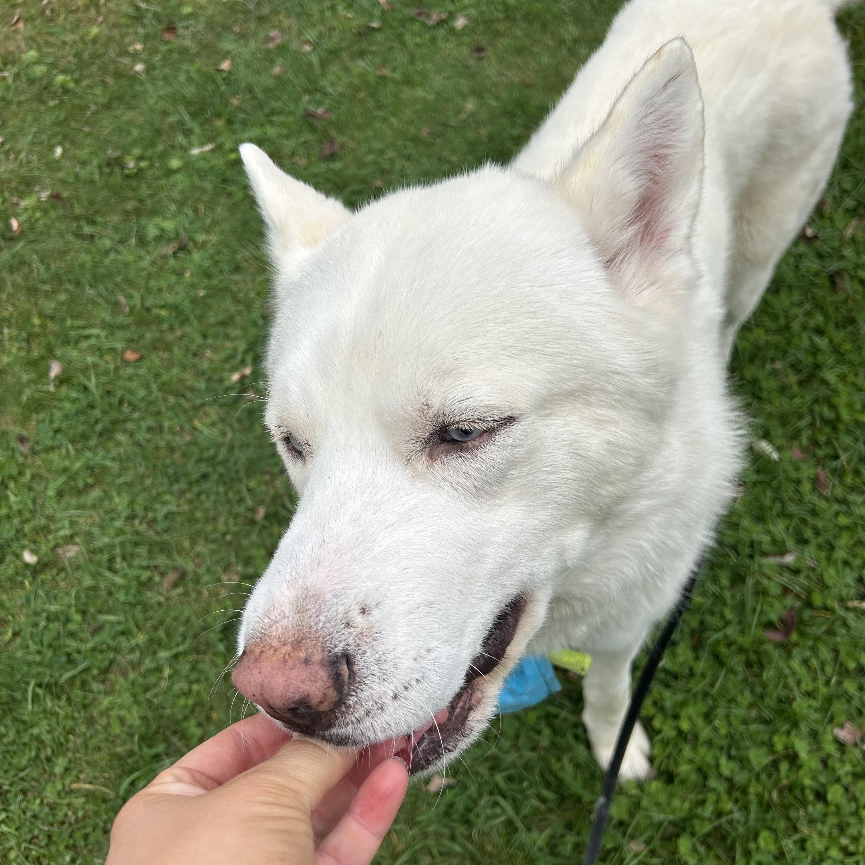 Enlarge Kai, a Adoptable Siberian Husky in Lehigh Valley, PA image 3/4