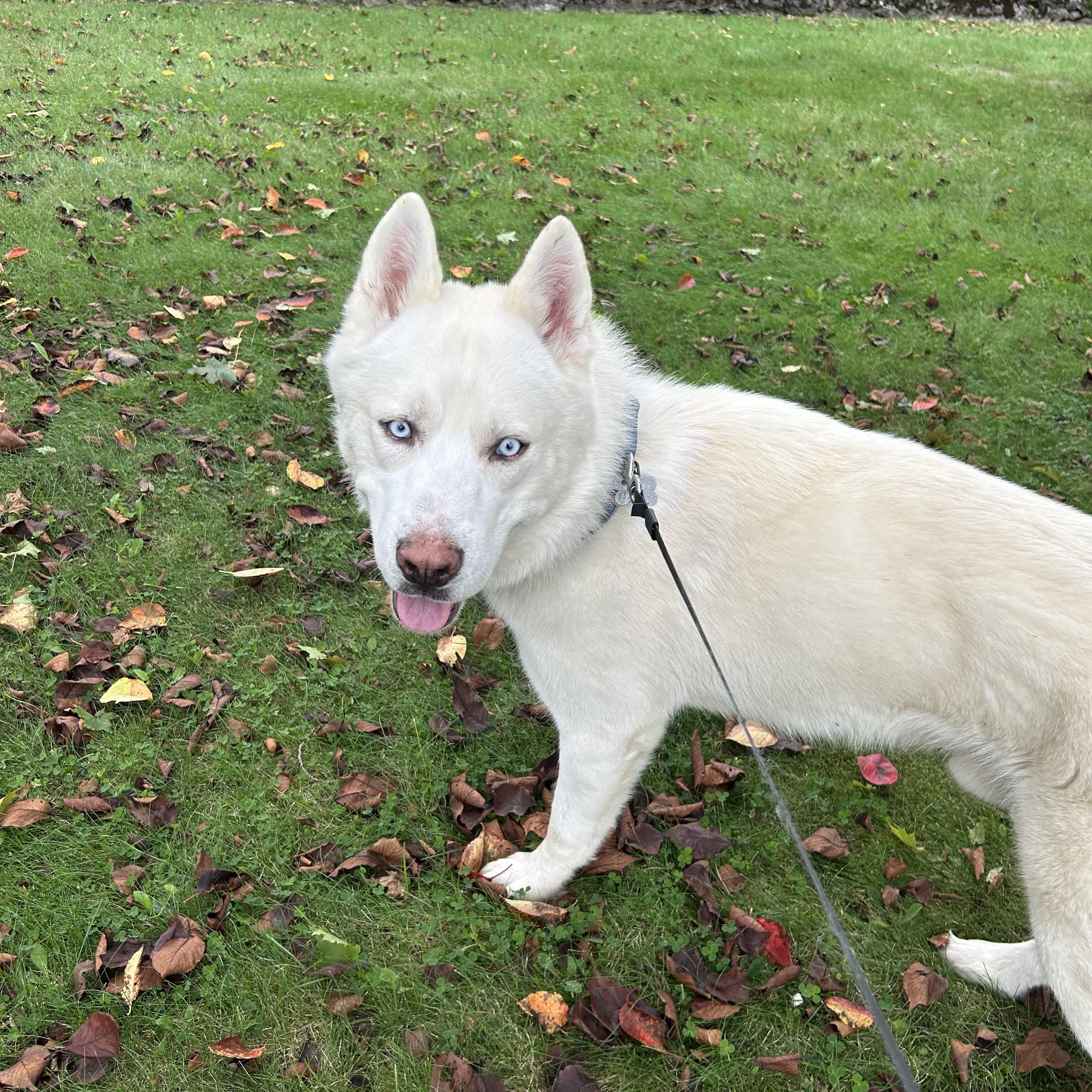 Enlarge Kai, a Adoptable Siberian Husky in Lehigh Valley, PA image 1/4