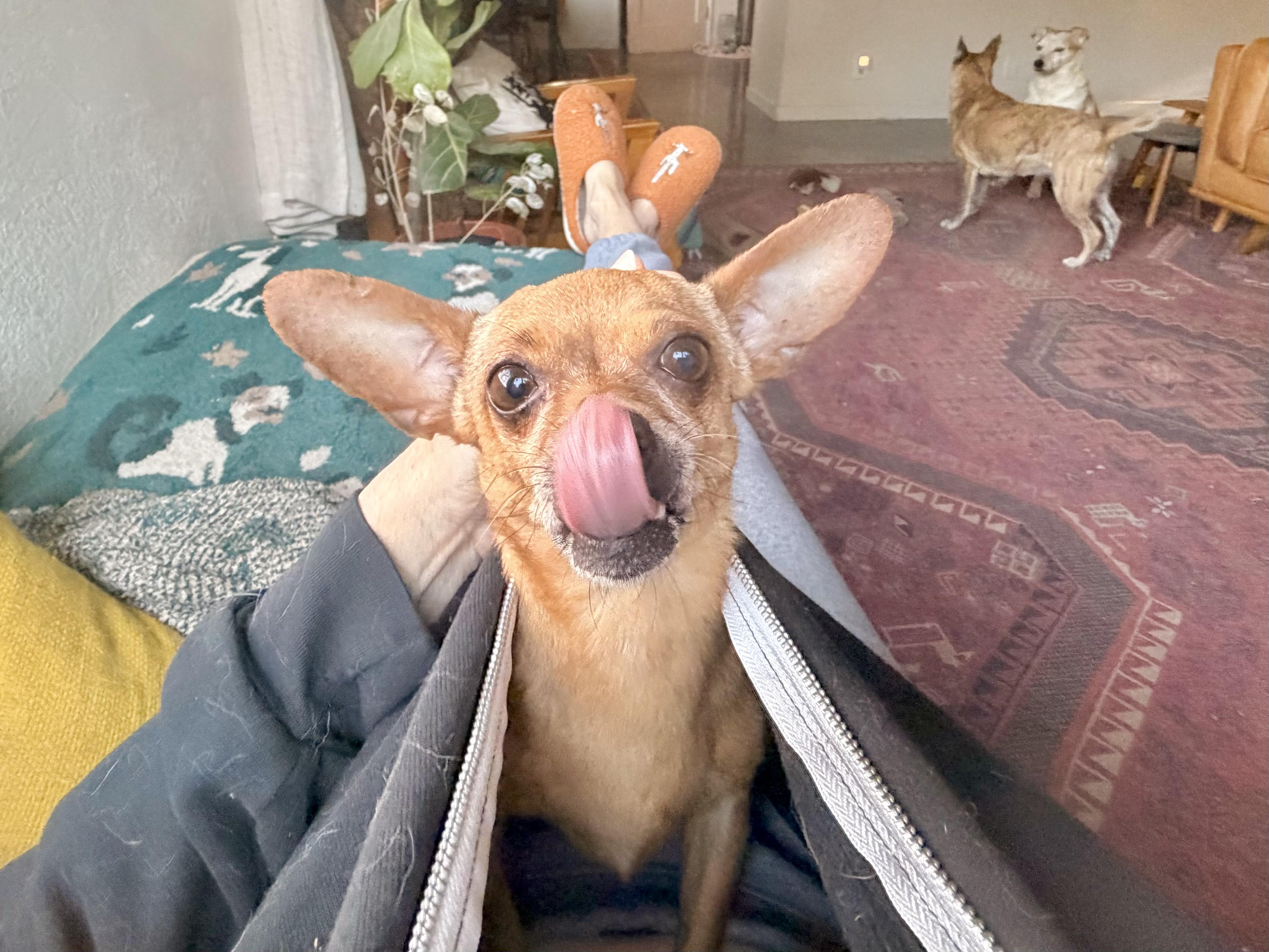 Enlarge Mr. Bean, a ADOPTABLE mixed breed in Chico, CA image 3/6